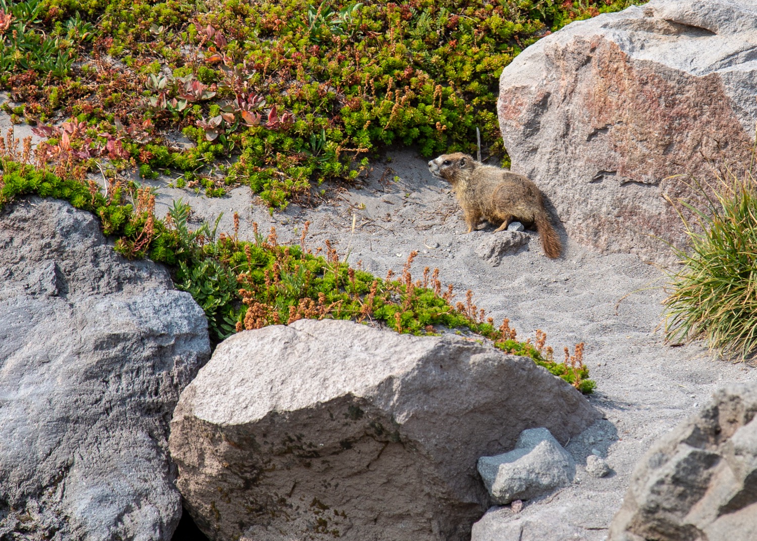 The one lone marmot we saw on the hike.