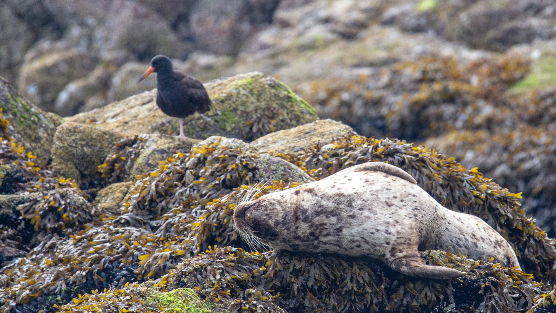 Whale Watching - 33.jpg