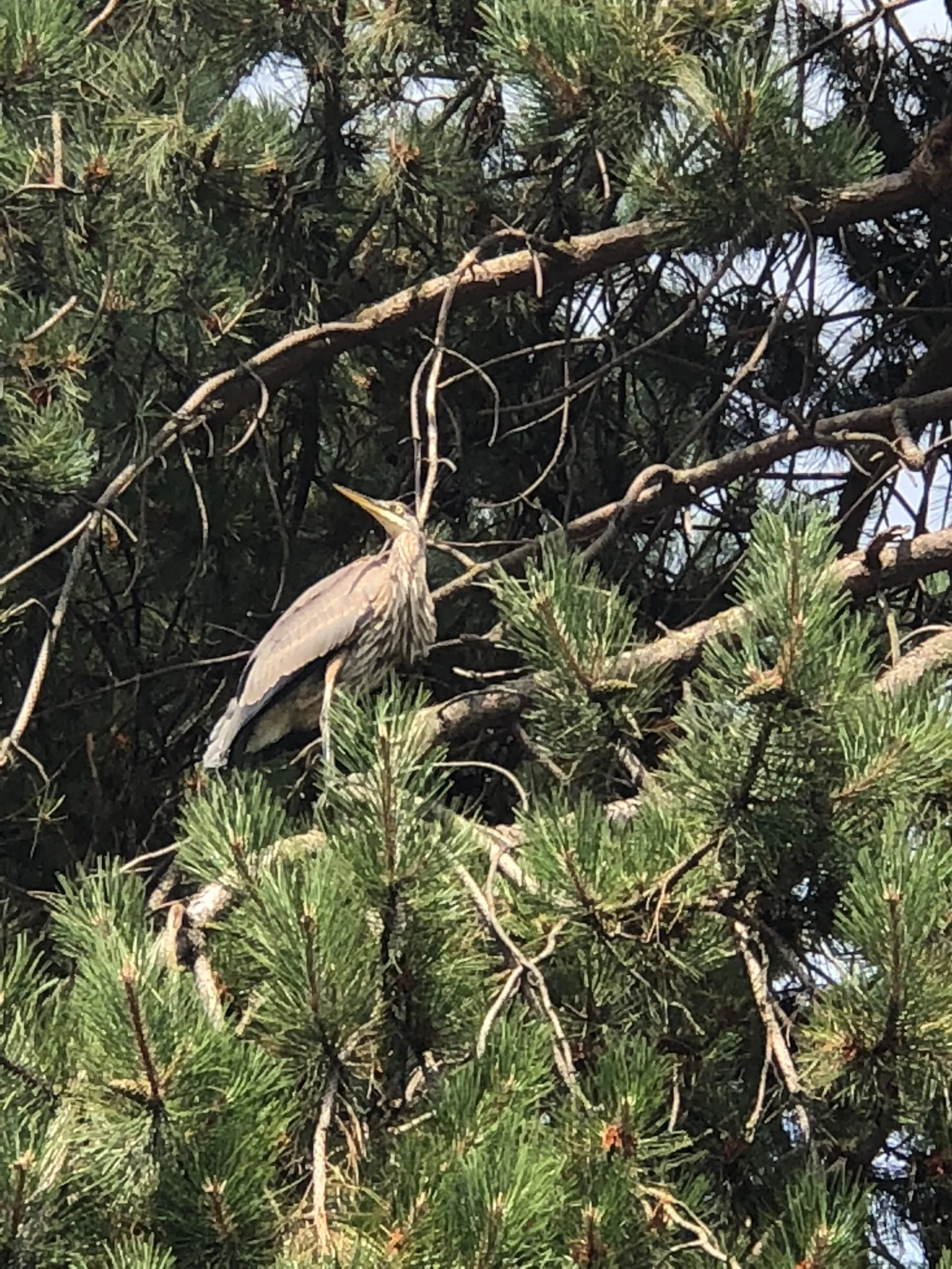 I think this was the first time I’ve ever seen a heron hanging out in that set of trees near Granville Island.