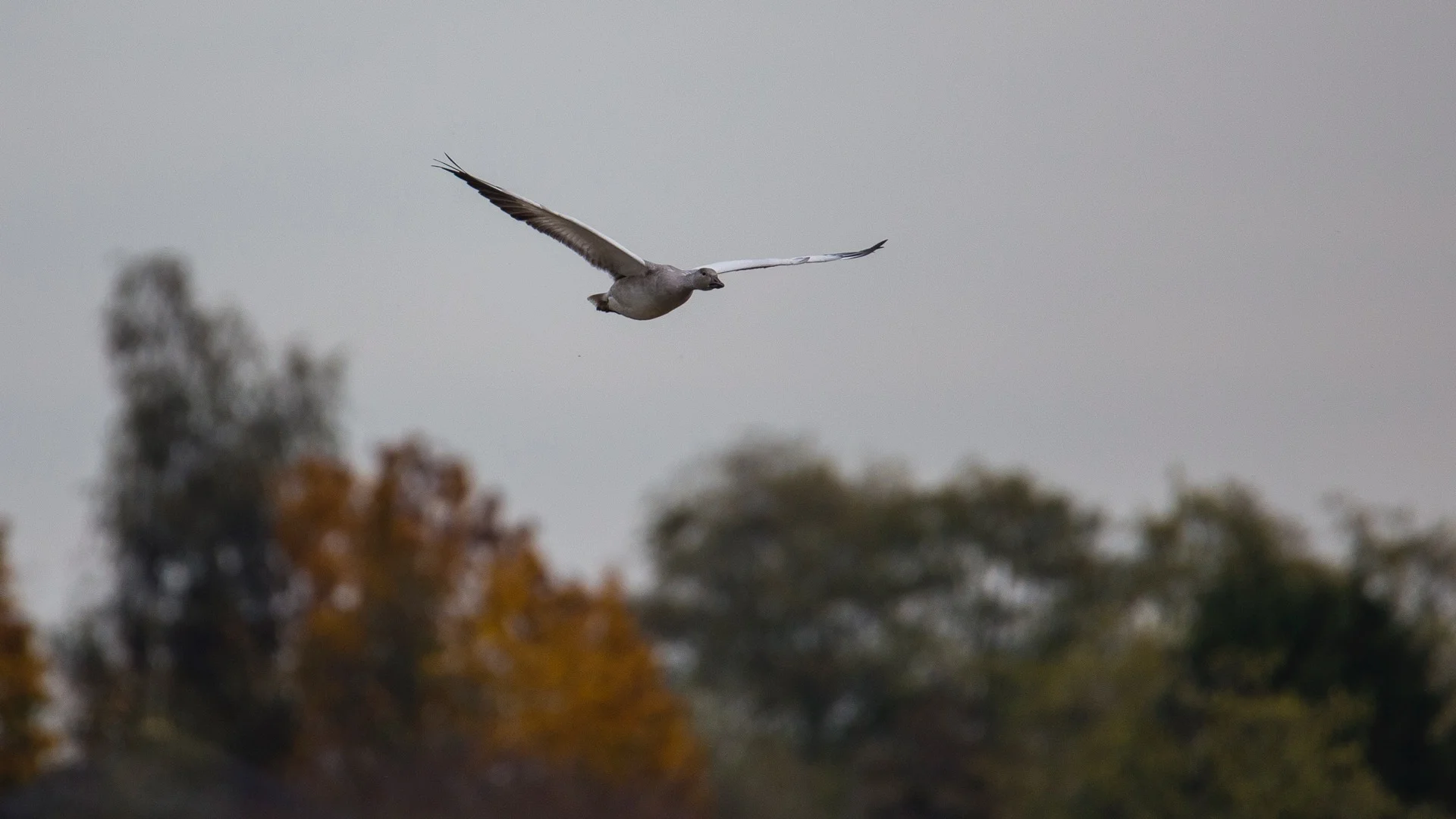 Coming in for a landing