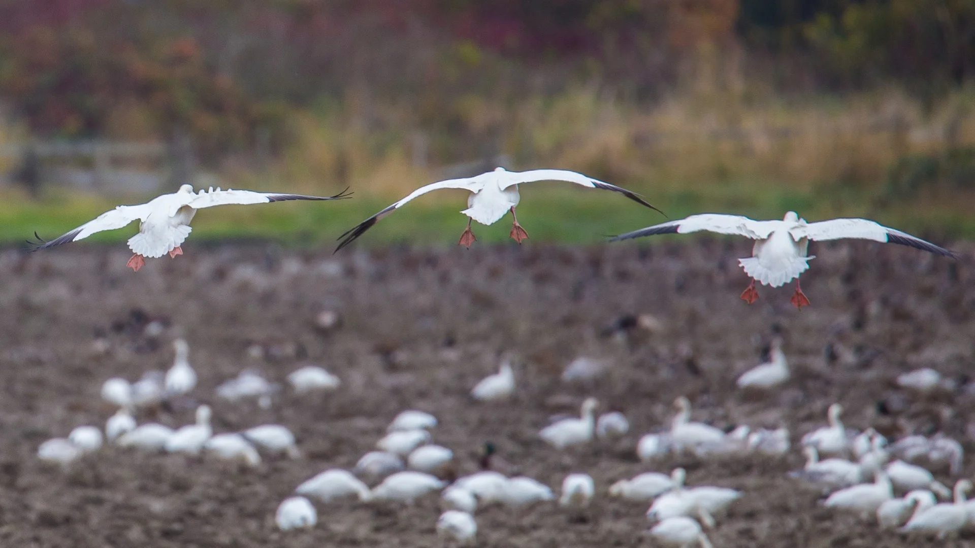 Taking flight