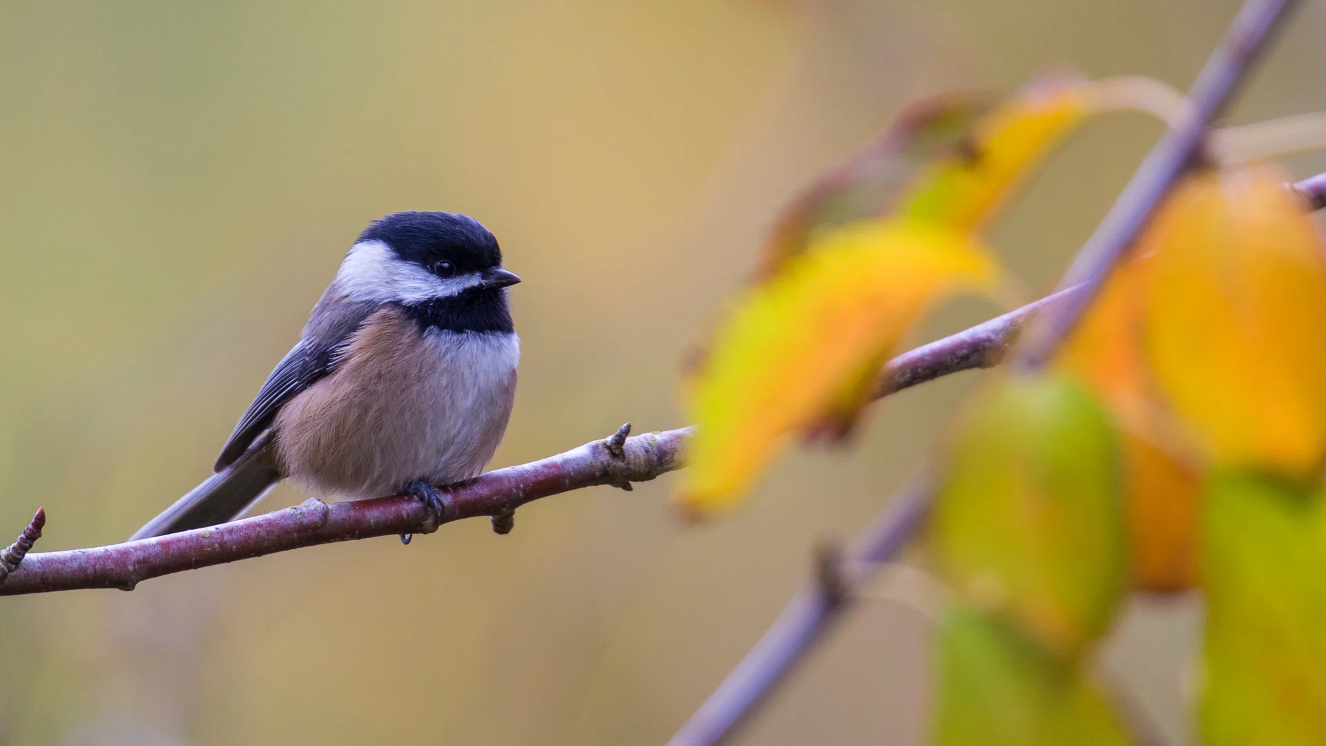 Chickadee in fall colours