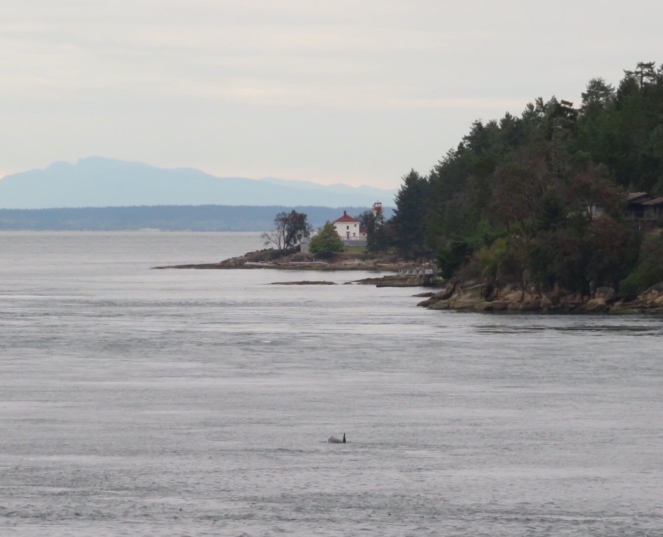  Saturday afternoon we headed down to the water, and were rewarded with a pod of orcas coming through Active Pass! 