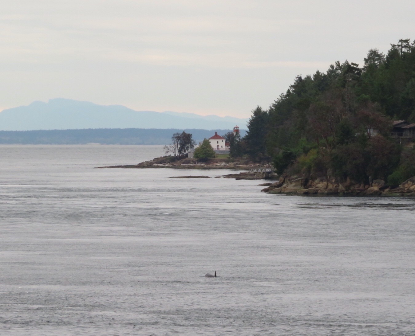 Saturday afternoon we headed down to the water, and were rewarded with a pod of orcas coming through Active Pass!