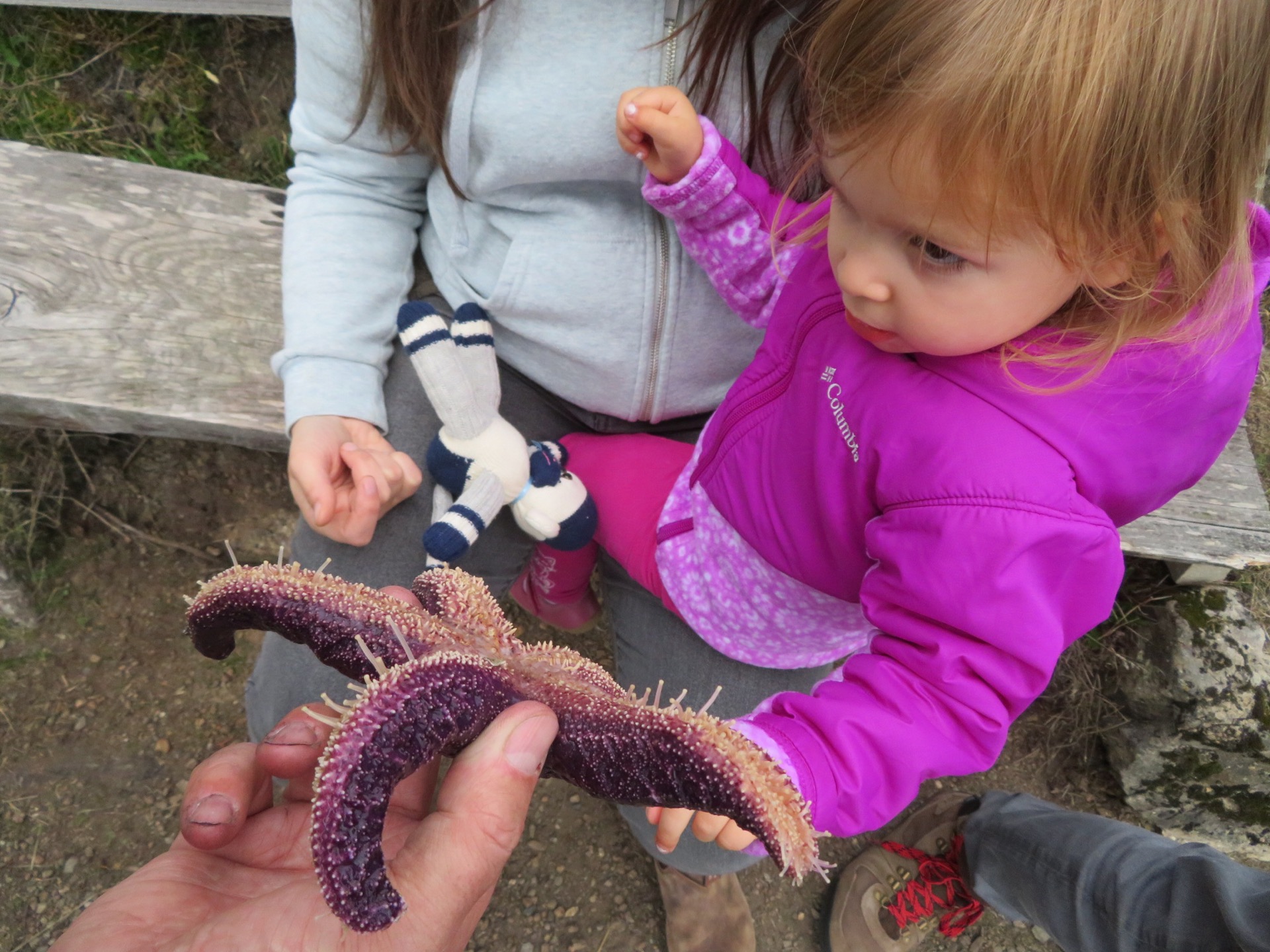  We managed to find a sea star for Sova to check out. 