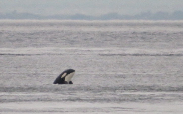 Justine managed to get a great shot of one of them - I’m sure you’ve seen it on FaceBook!