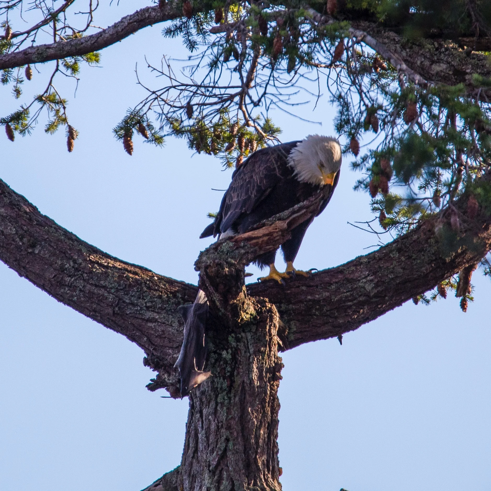 Bald eagle with a fish - a pretty big one!
