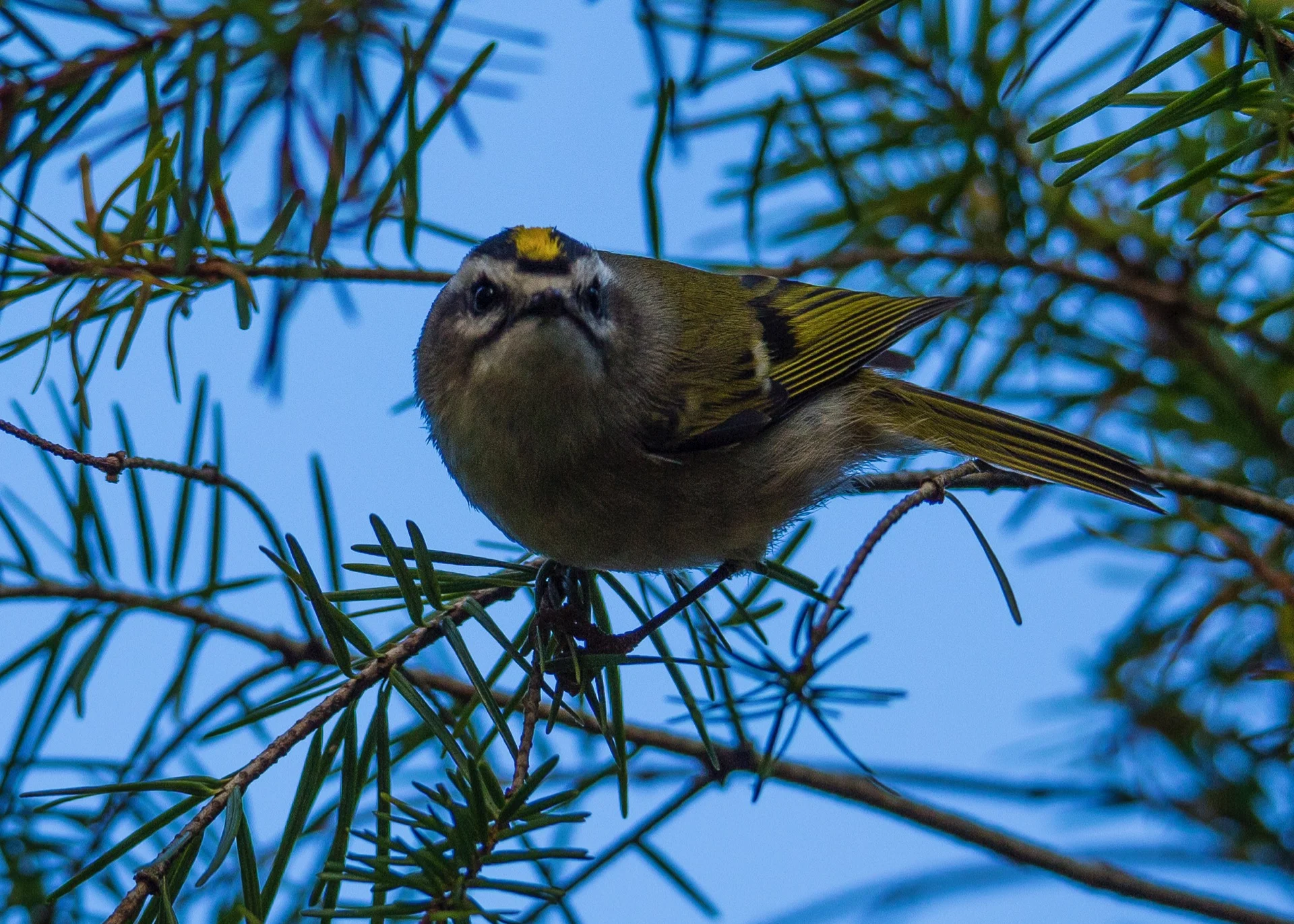 The Golden-crowned Kinglet was checking us out.