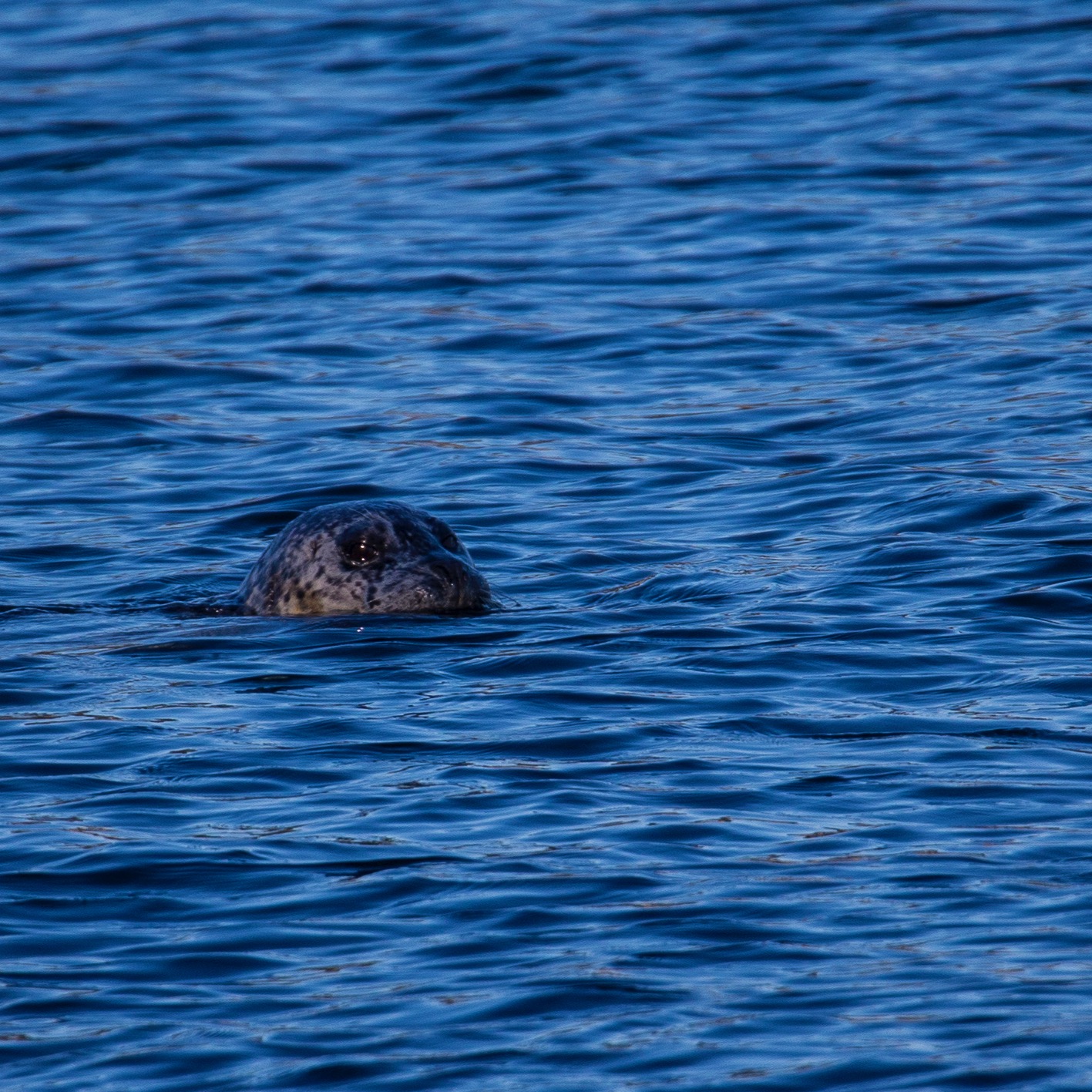 And we had one lone harbour seal hanging out in the water off the shore by the cottage.