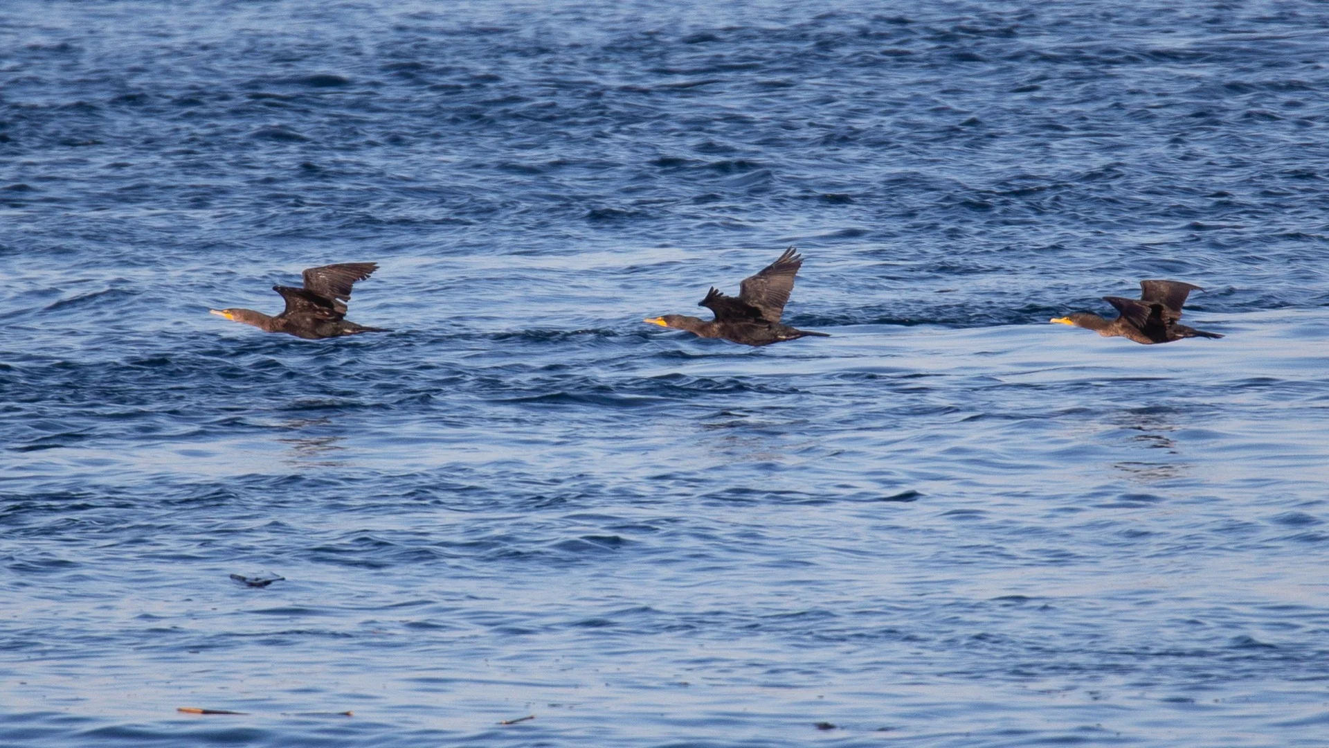  A flock of Double-crested Cormorants in flight 