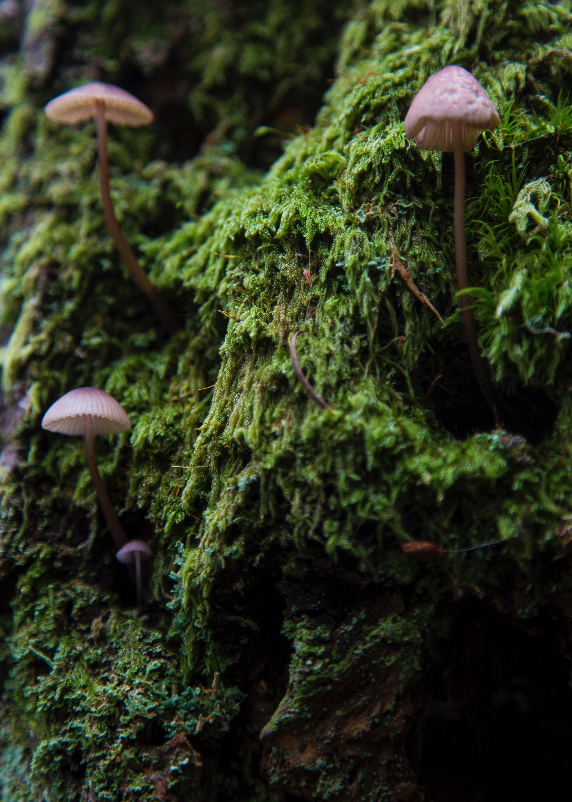 Some teeny tiny mushrooms growing on the trunk of a tree.