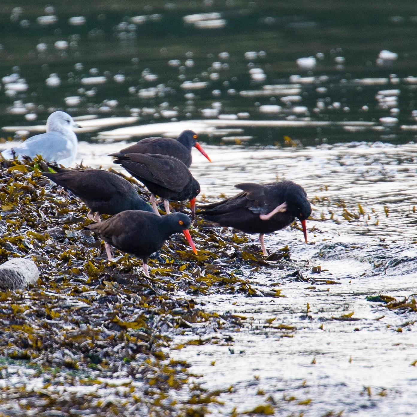  A small flock of oyster catchers flew in while we were on the beach. 