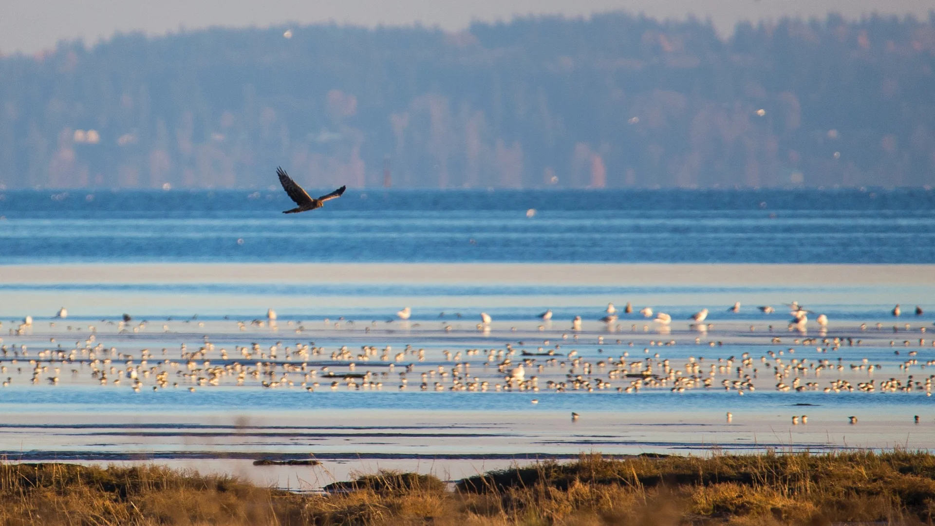  A female northern harrier over the flats 
