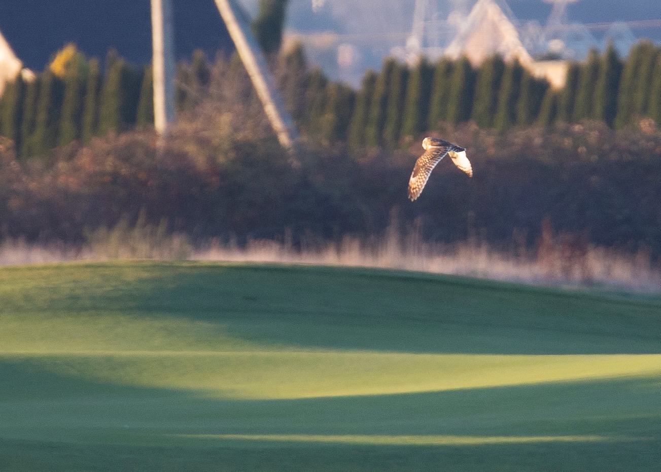  We also had a brief glimpse at what I think was a short-eared owl.  