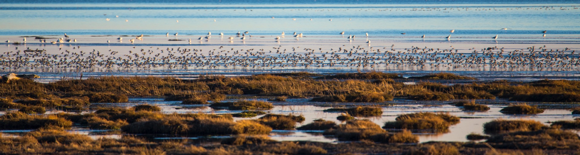  Shorebirds flying along the water’s edge. 