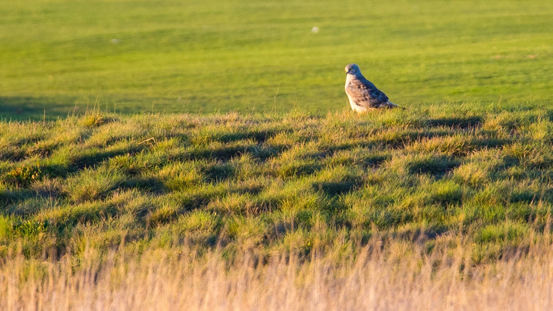  The male northern harrier 