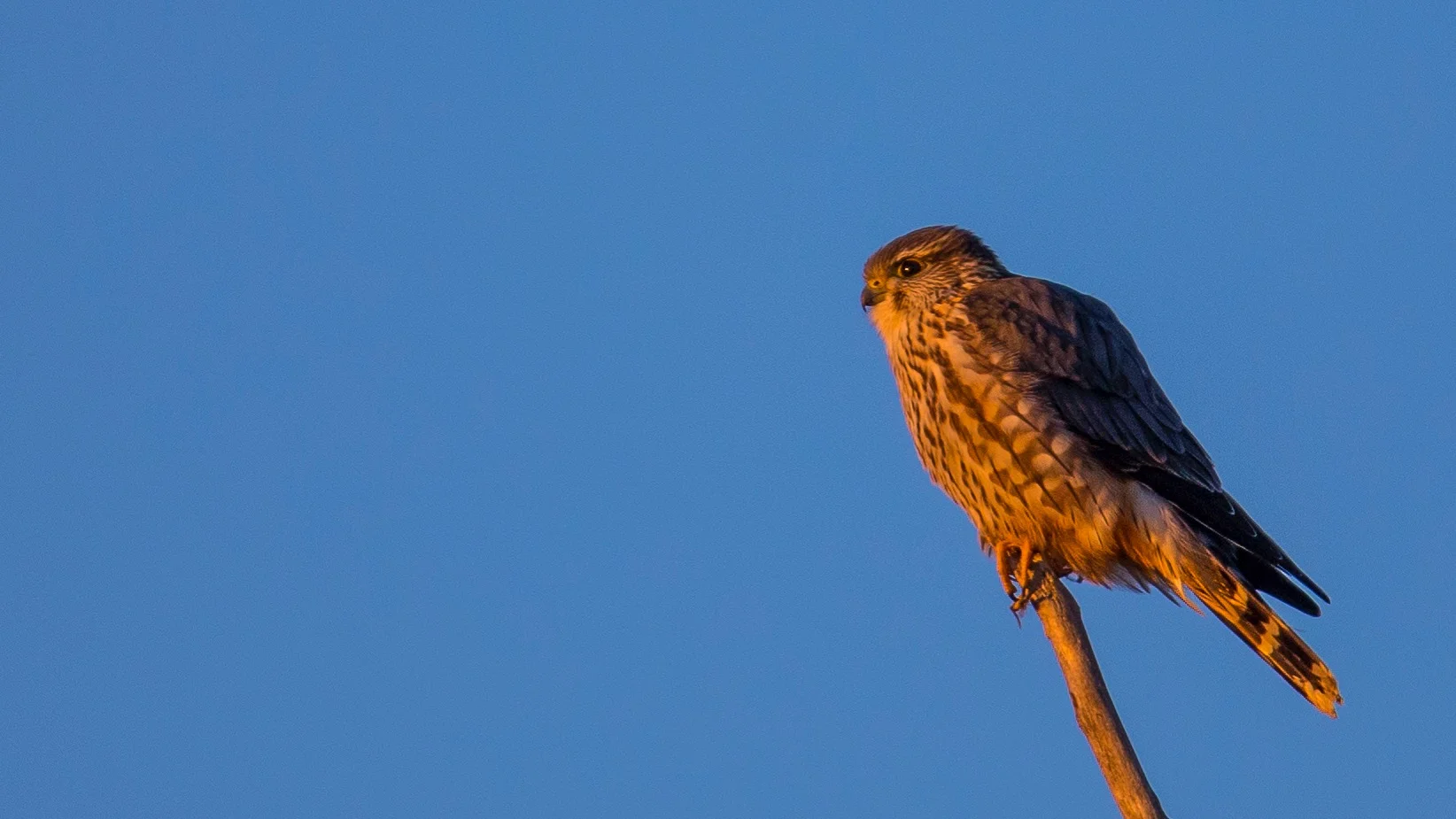  And the highlight of the afternoon was a merlin that sat in the tree for a long time. 