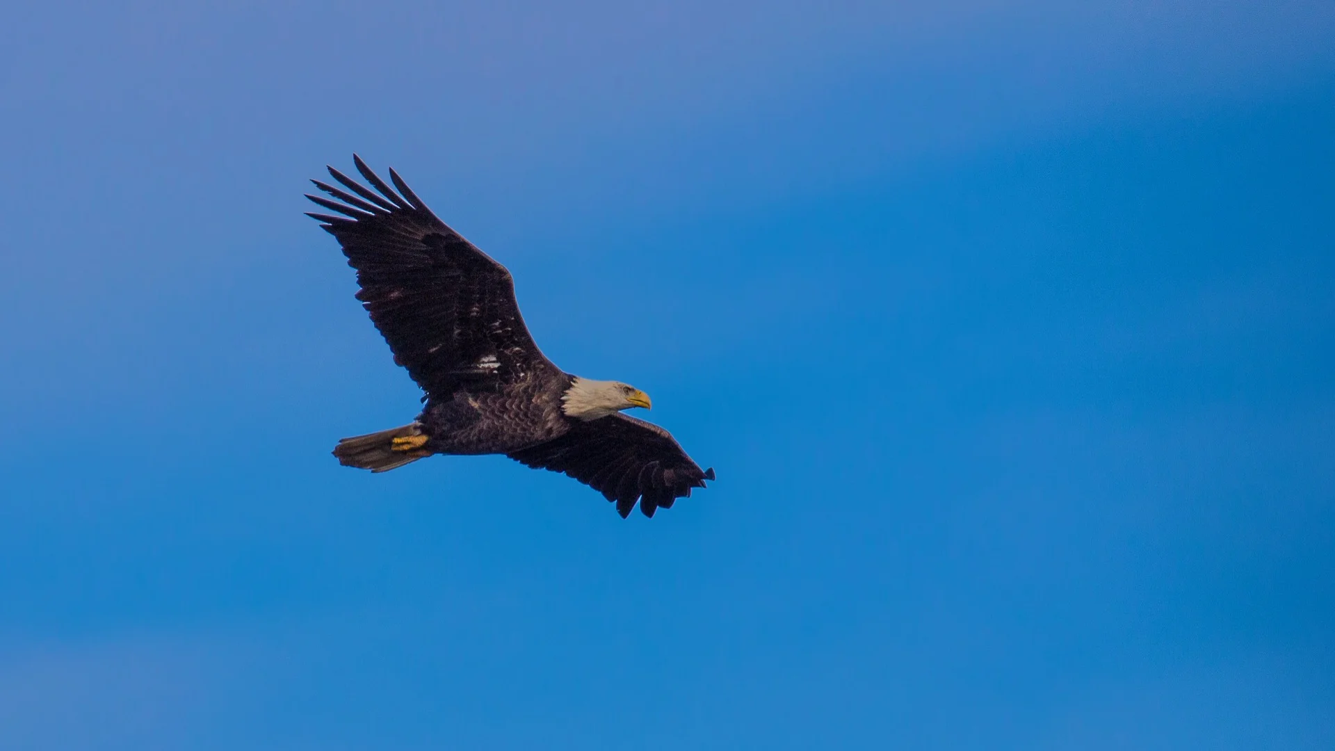One of the many bald eagles on the day.