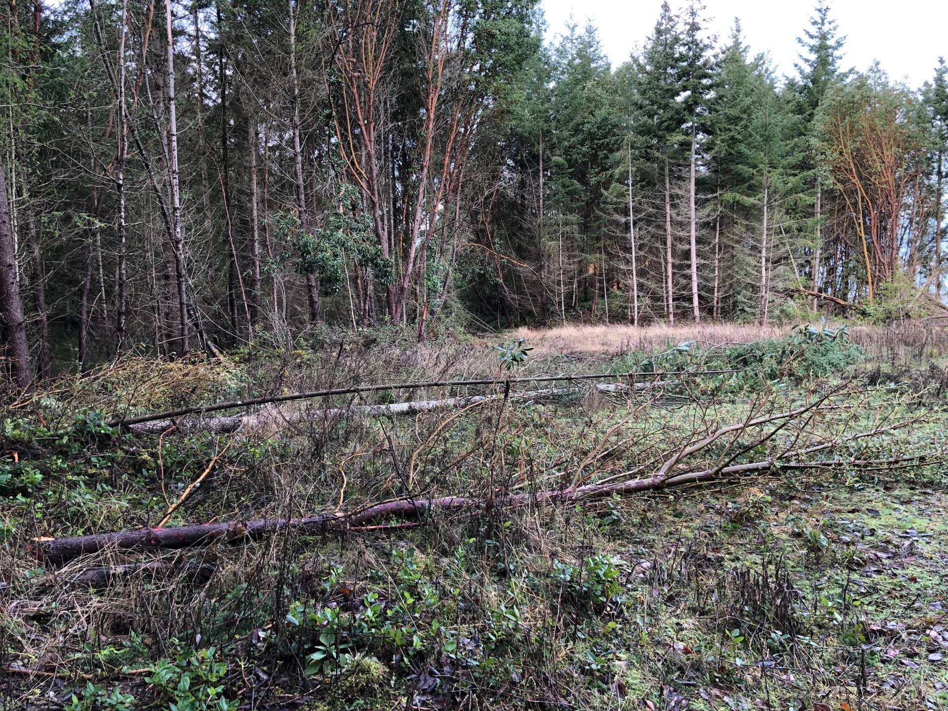  The smaller trees that came down near the driveway. 