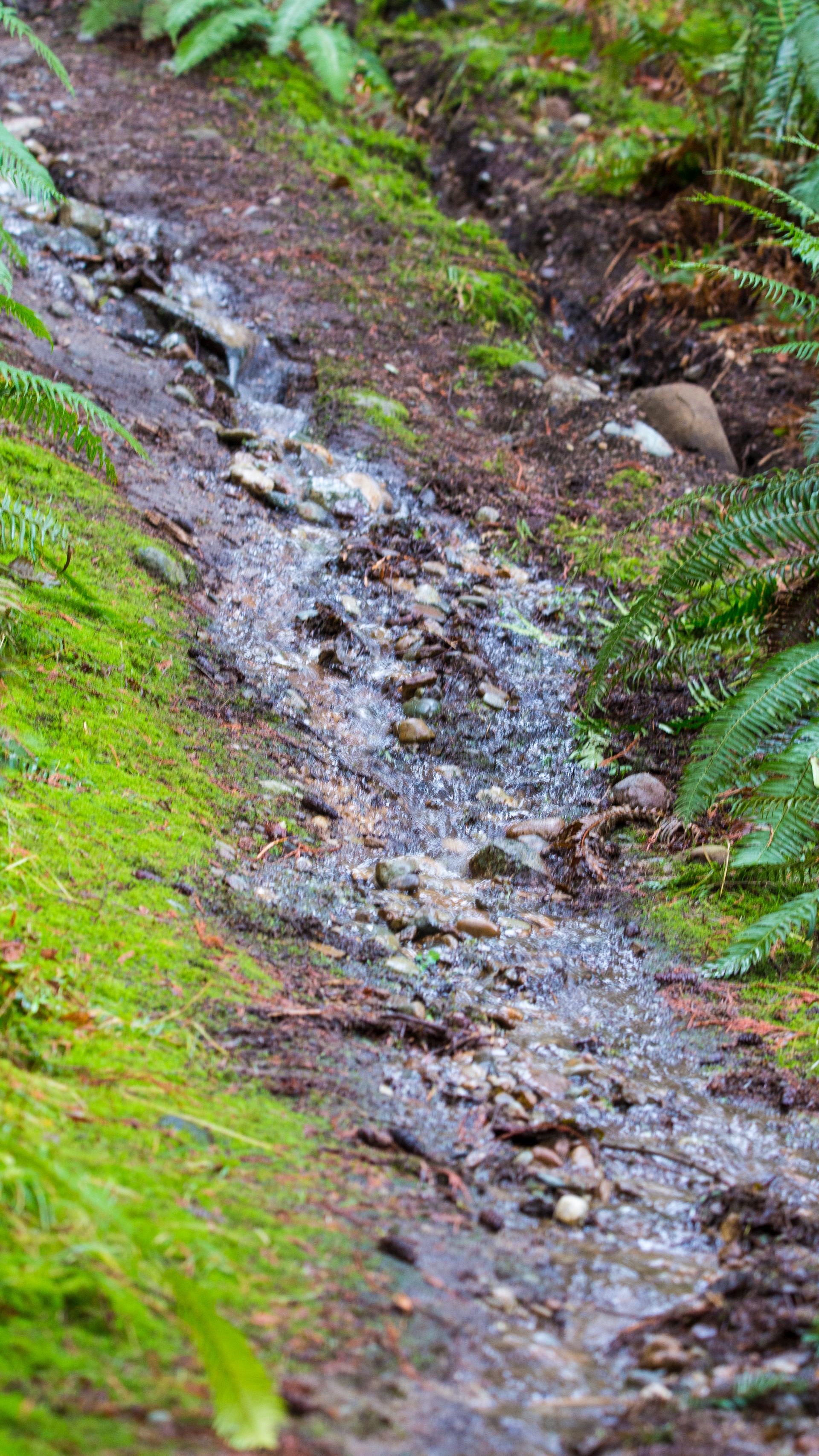 It had been raining a lot. What was normally a path down to the ocean was for much of the short walk a river instead. My feet were wet by the time I got to the bottom.
