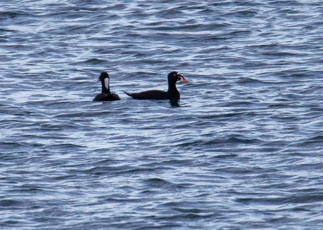  There were also two surf scooters - another new species for me! Sadly they were way out, to the photo is horrible. 