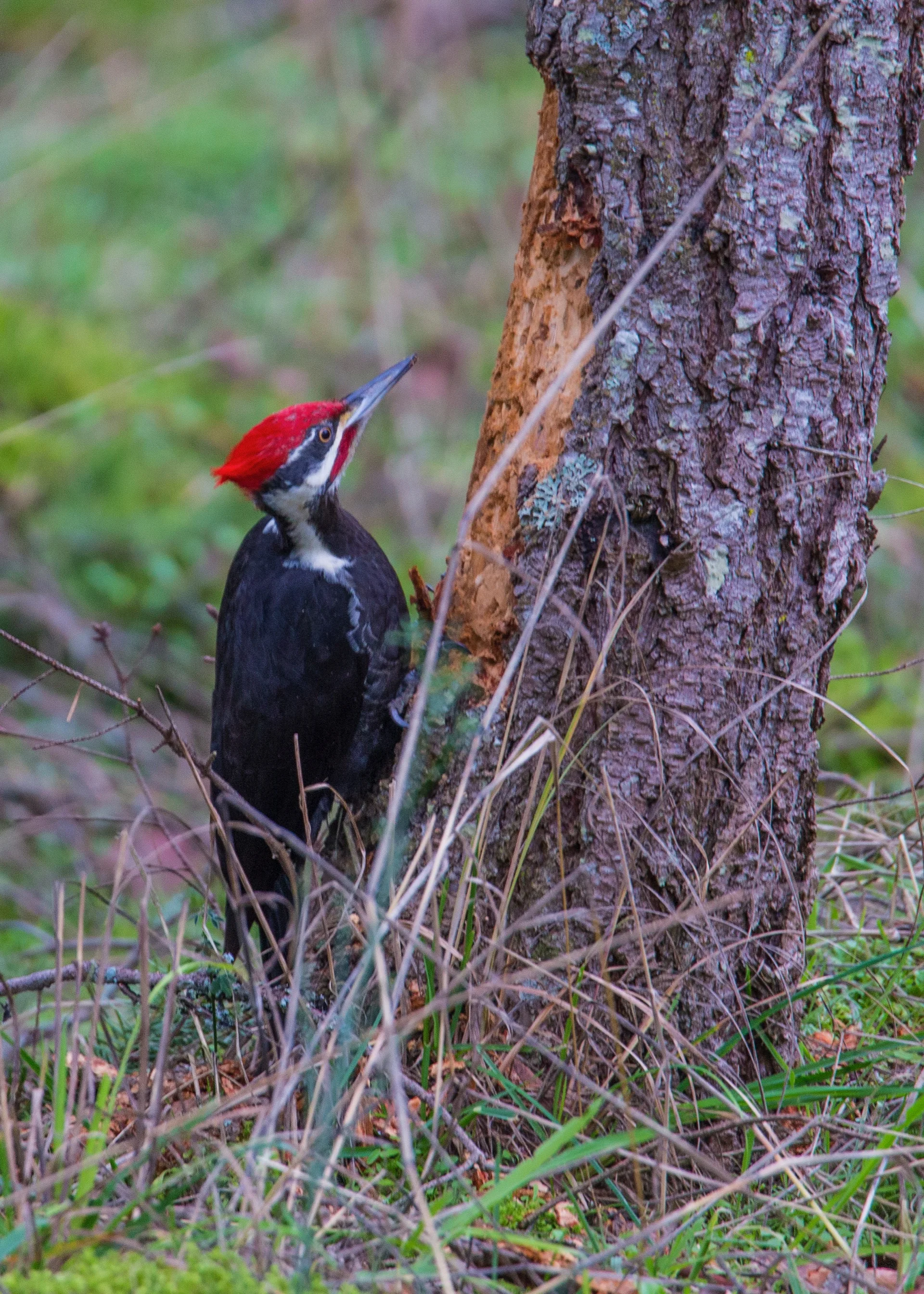 2019 Galiano - 20.jpg