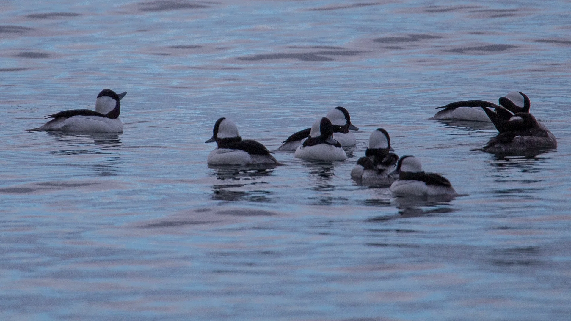  A little flock of buffleheads. 