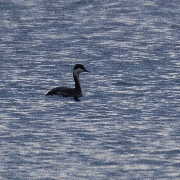  Another new species that I’m not 100% sure of. I think it’s a western grebe, but the bill doesn’t look right. Again, it was  a bit far out, and the light (and photo) were not great. 