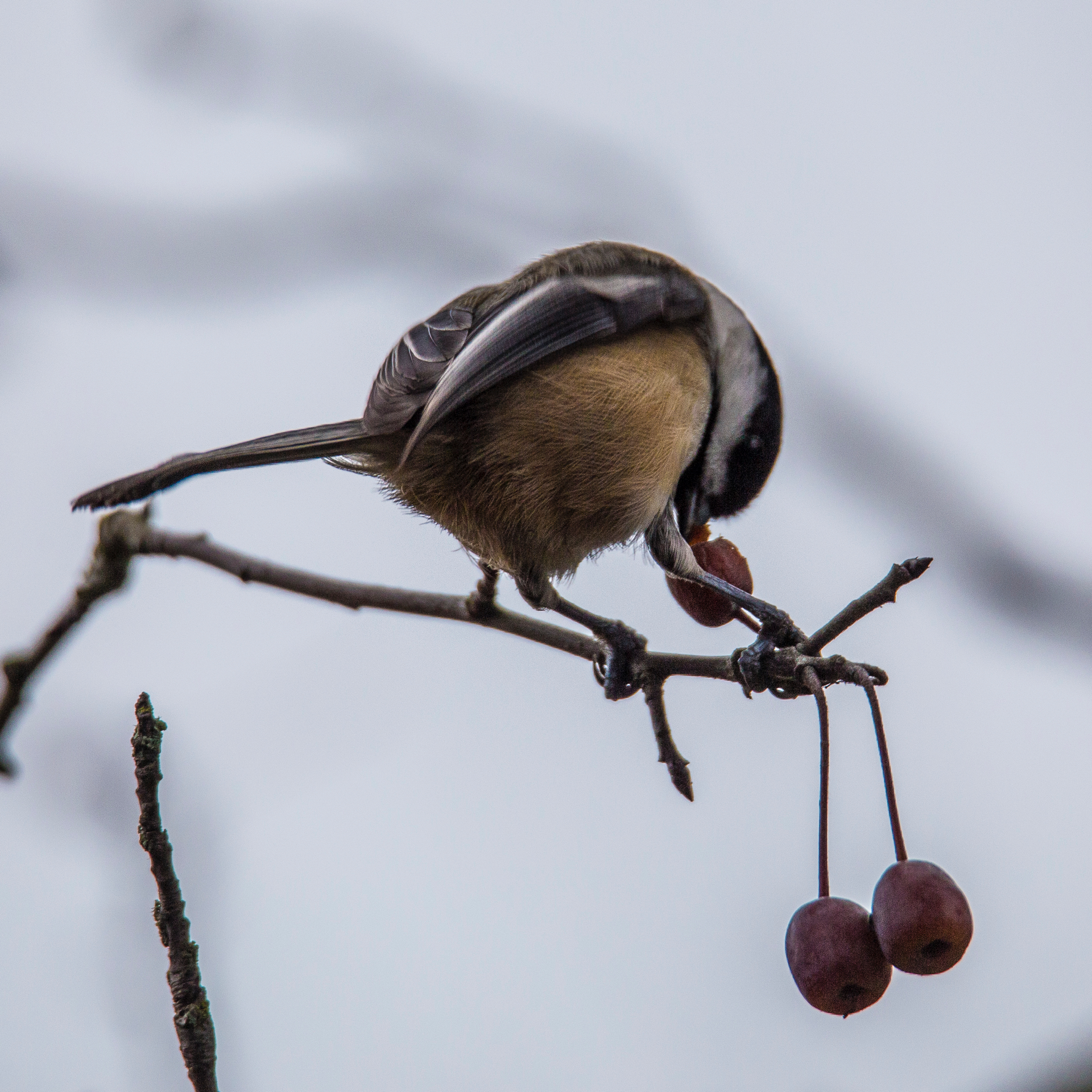  The usual assortment of chickadees were following me around, hoping for some seed. This one decided enough was a enough, and started snacking on some berries. 