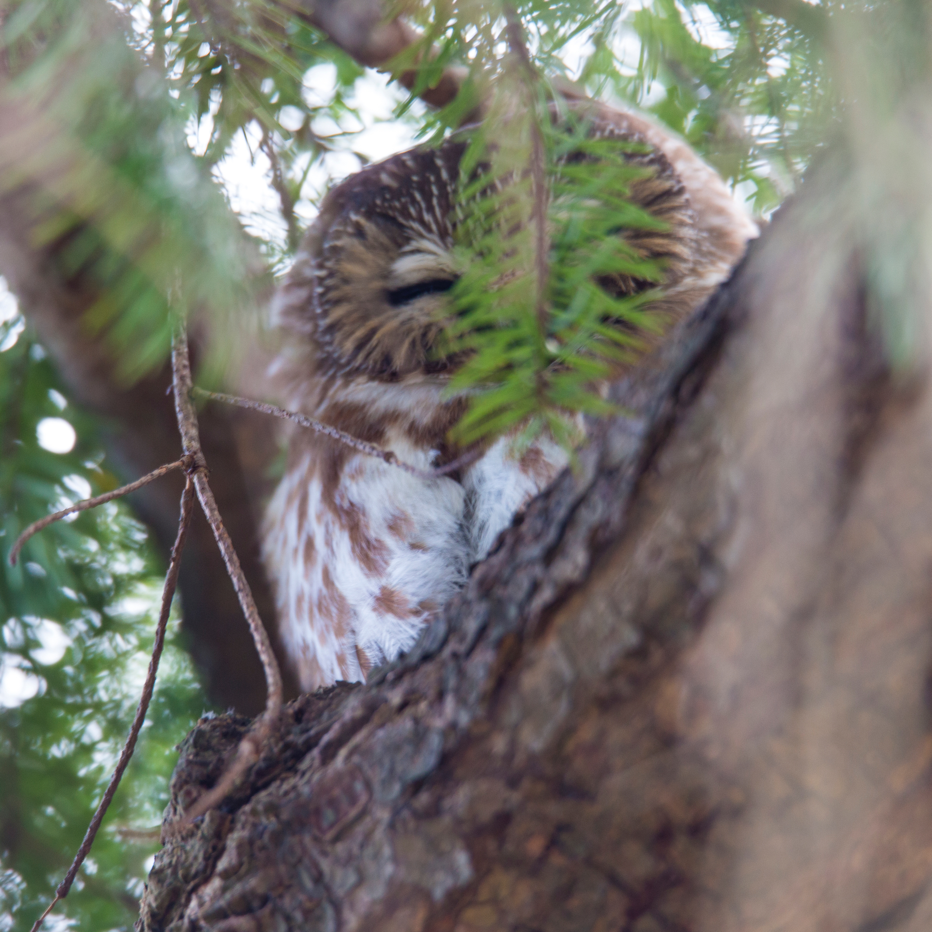 We saw two saw-whet owls! Only one was in a spot where you could get a shot.
