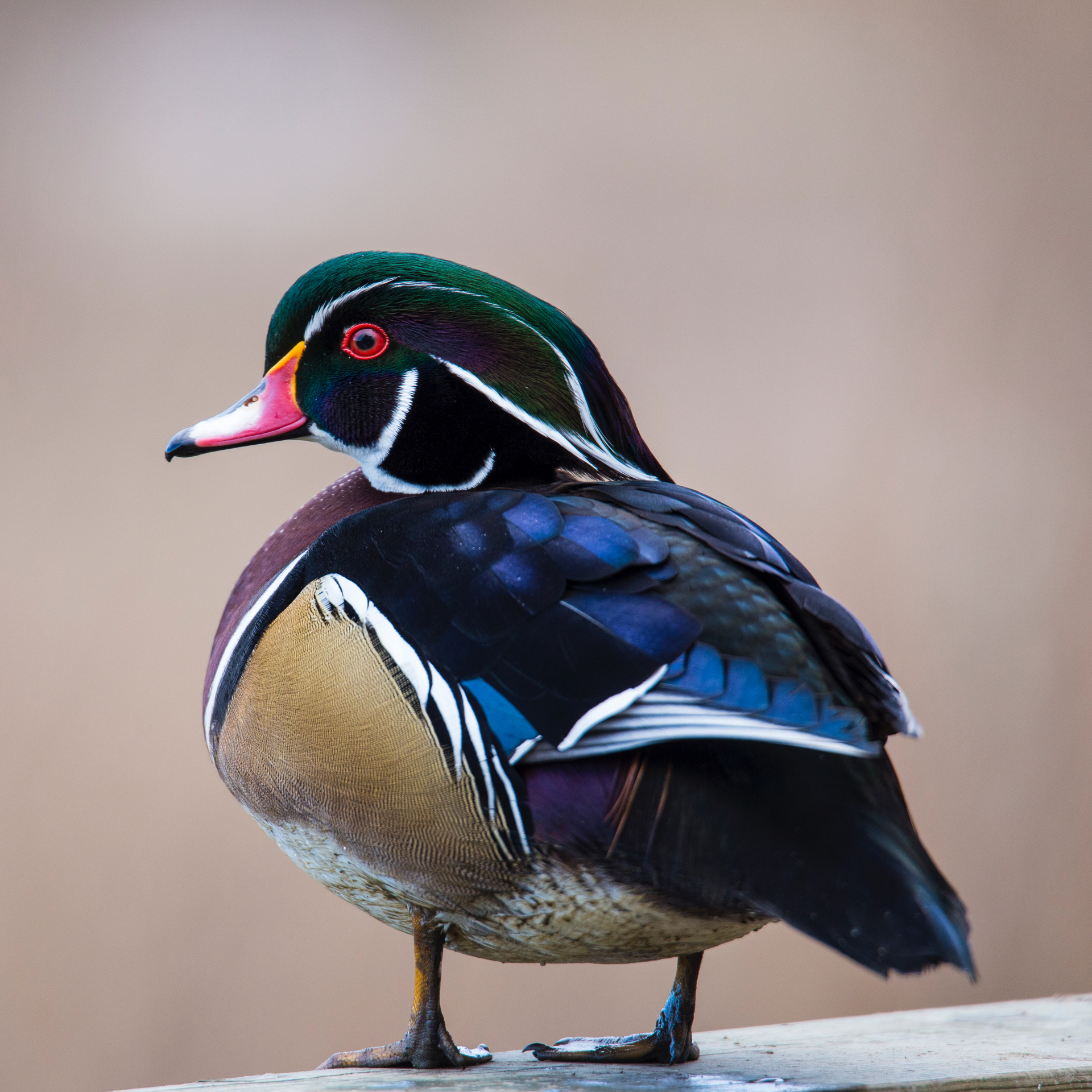 There were lots of wood ducks around, although not in the normal places that you see them.