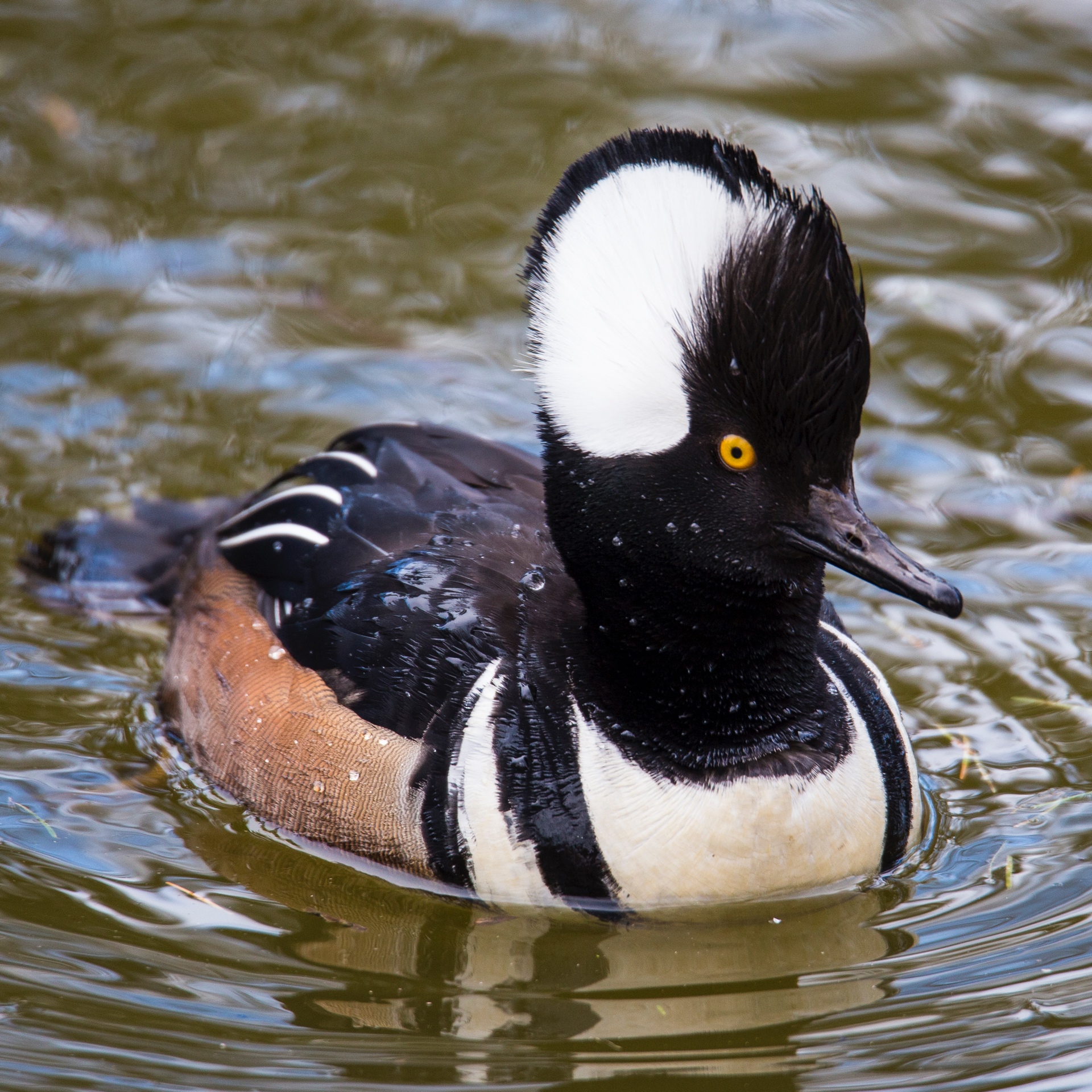 There was one hooded merganser on one of the open ponds.