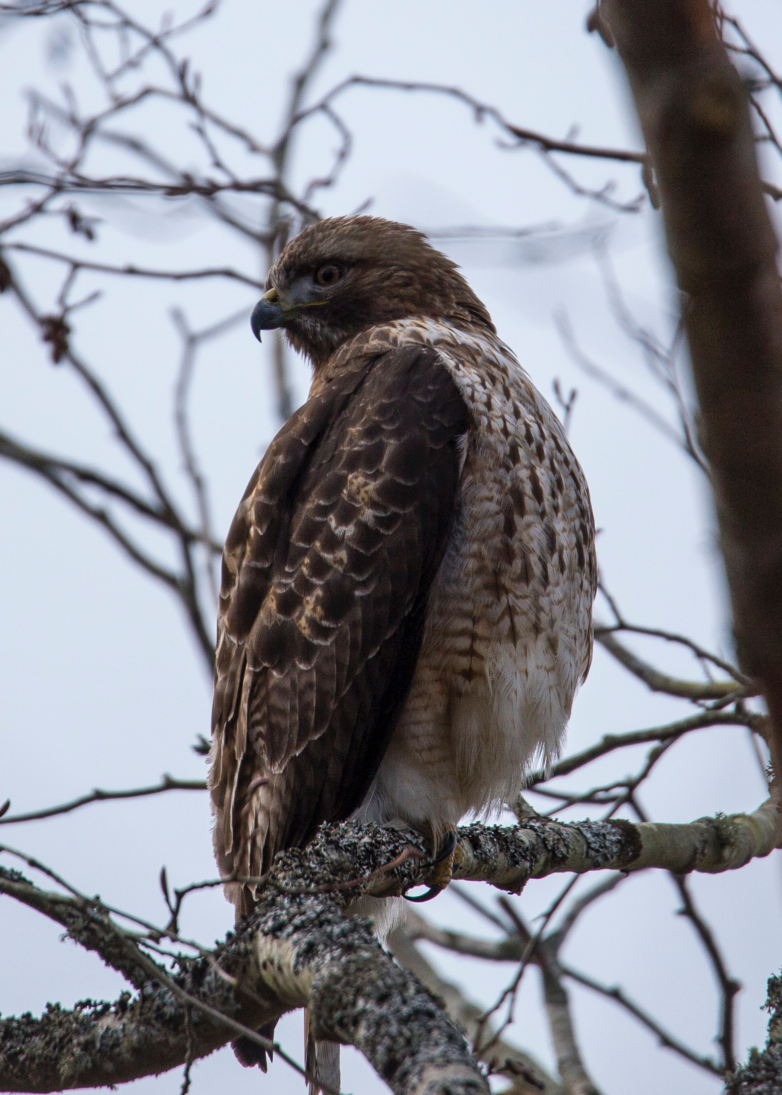 As we wandered one of the inner trails, Justine spotted a red-tailed hawk sitting in one of the lower trees.