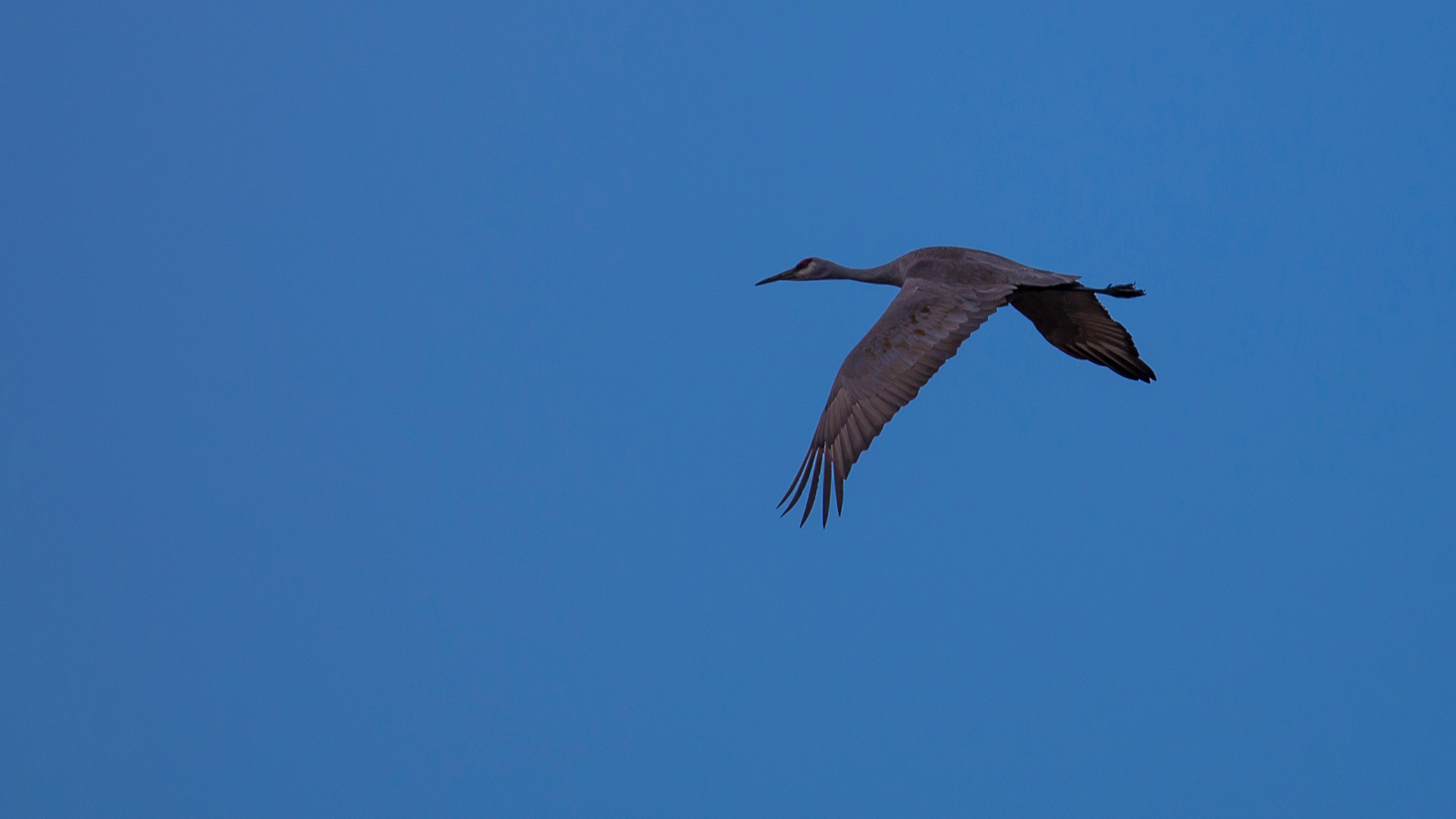 At one point, the sandhill cranes burst into flight. I managed to snag a couple of OK shots.