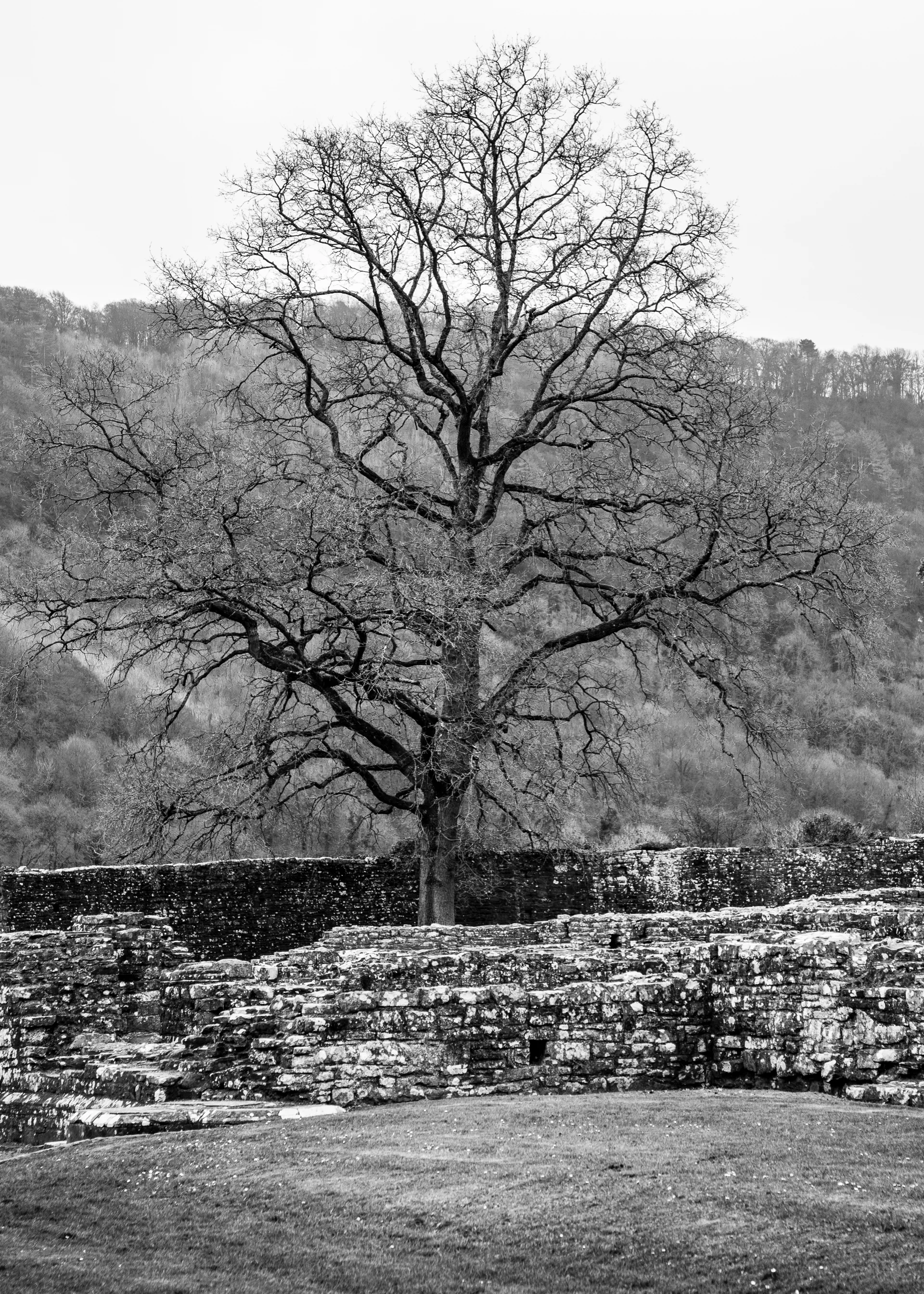 As you probably noticed, this tree captured my imagination a number of times.