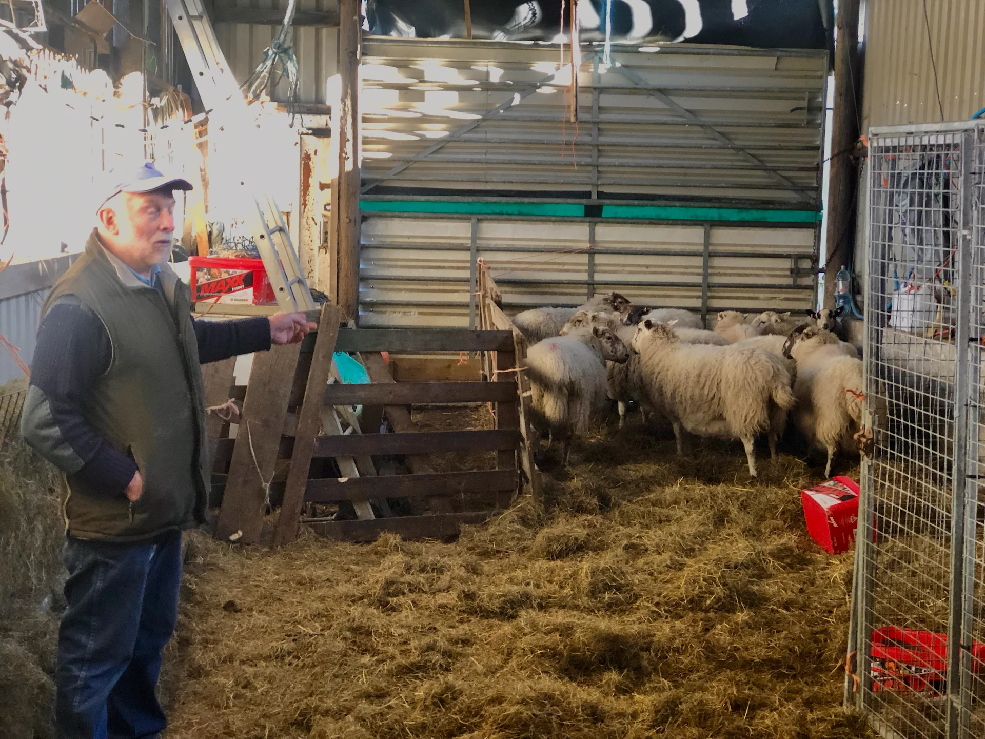 Glyn and the sheep.