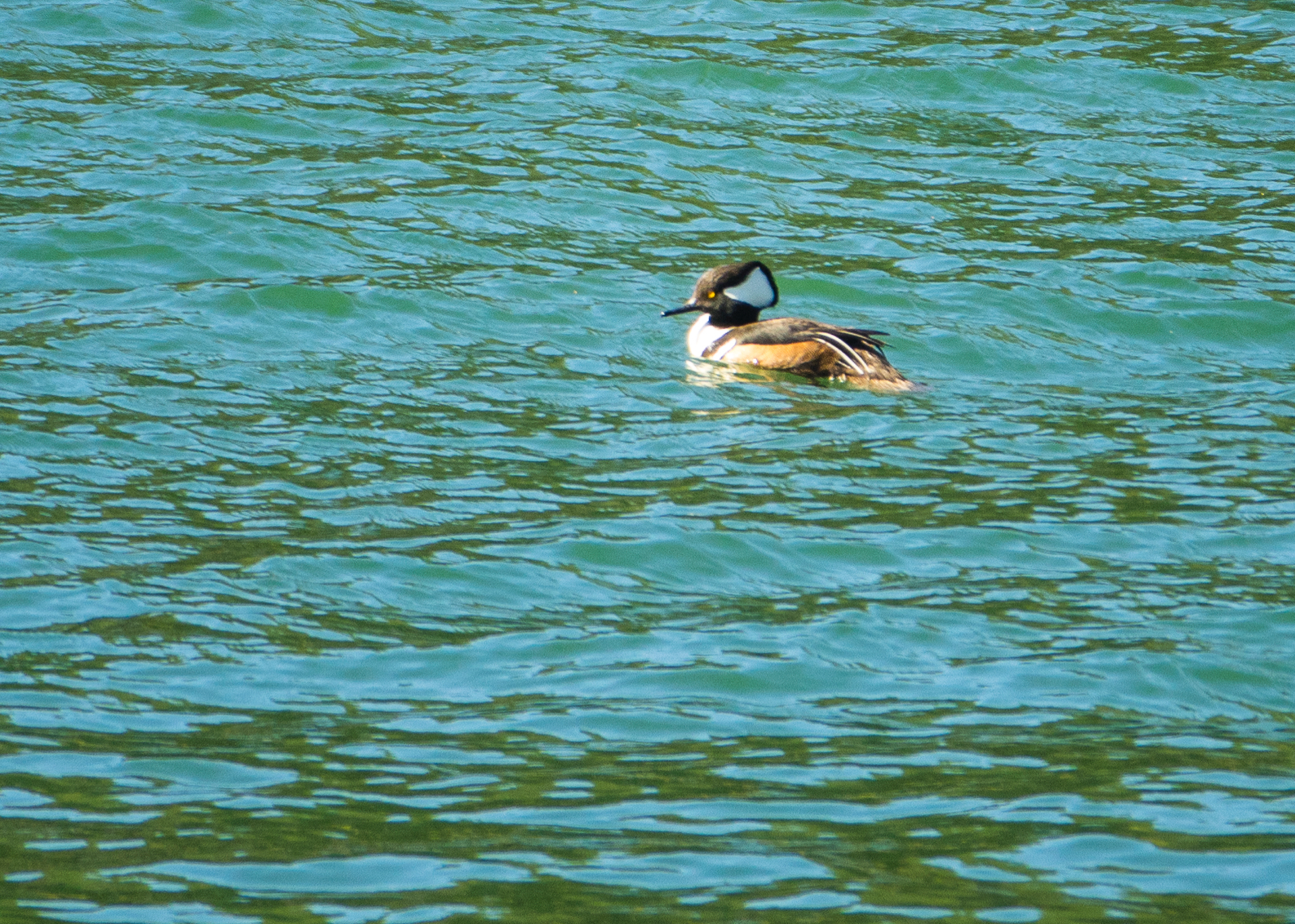  Hooded Merganser 