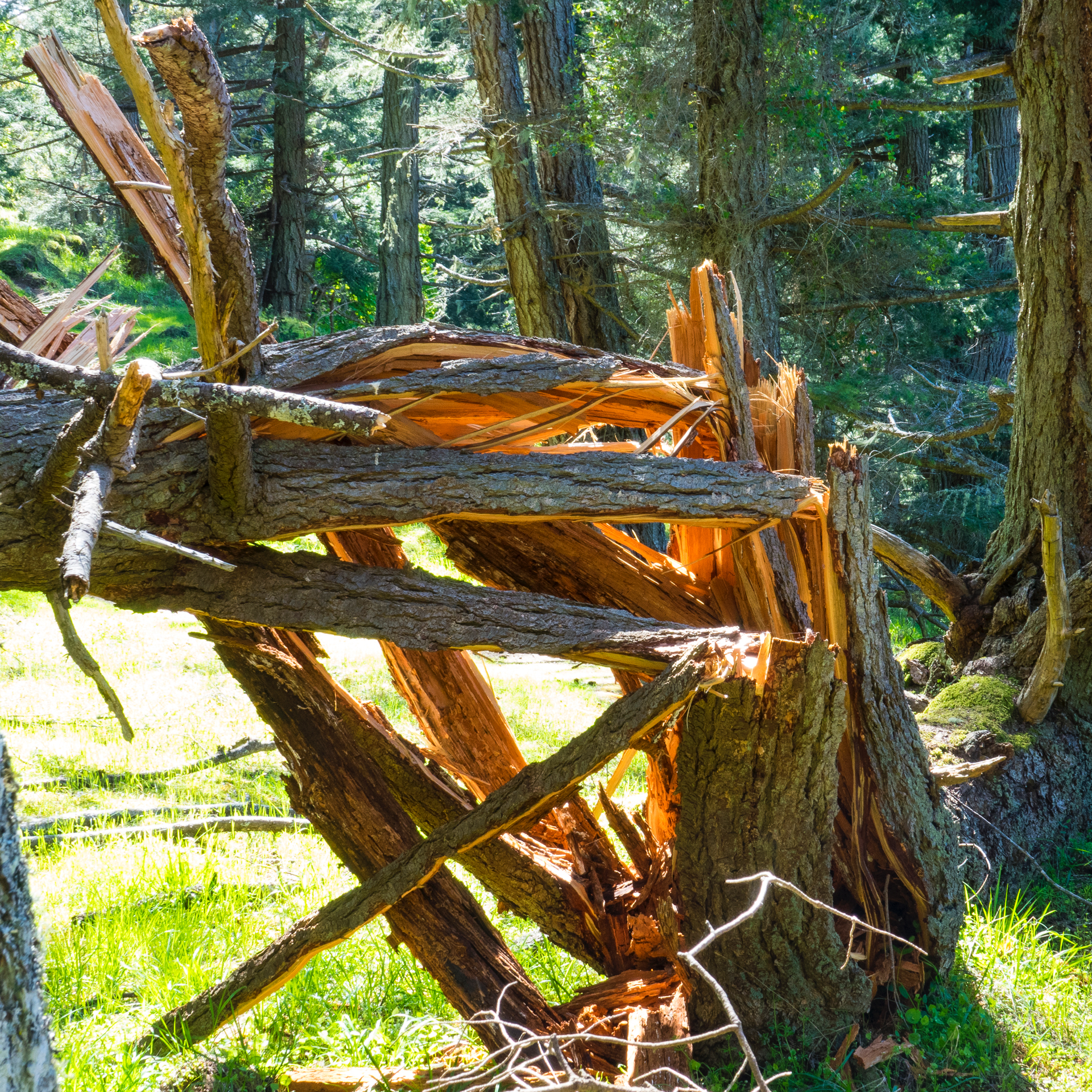  The December storm was so violent, it shattered trees, like this one. 