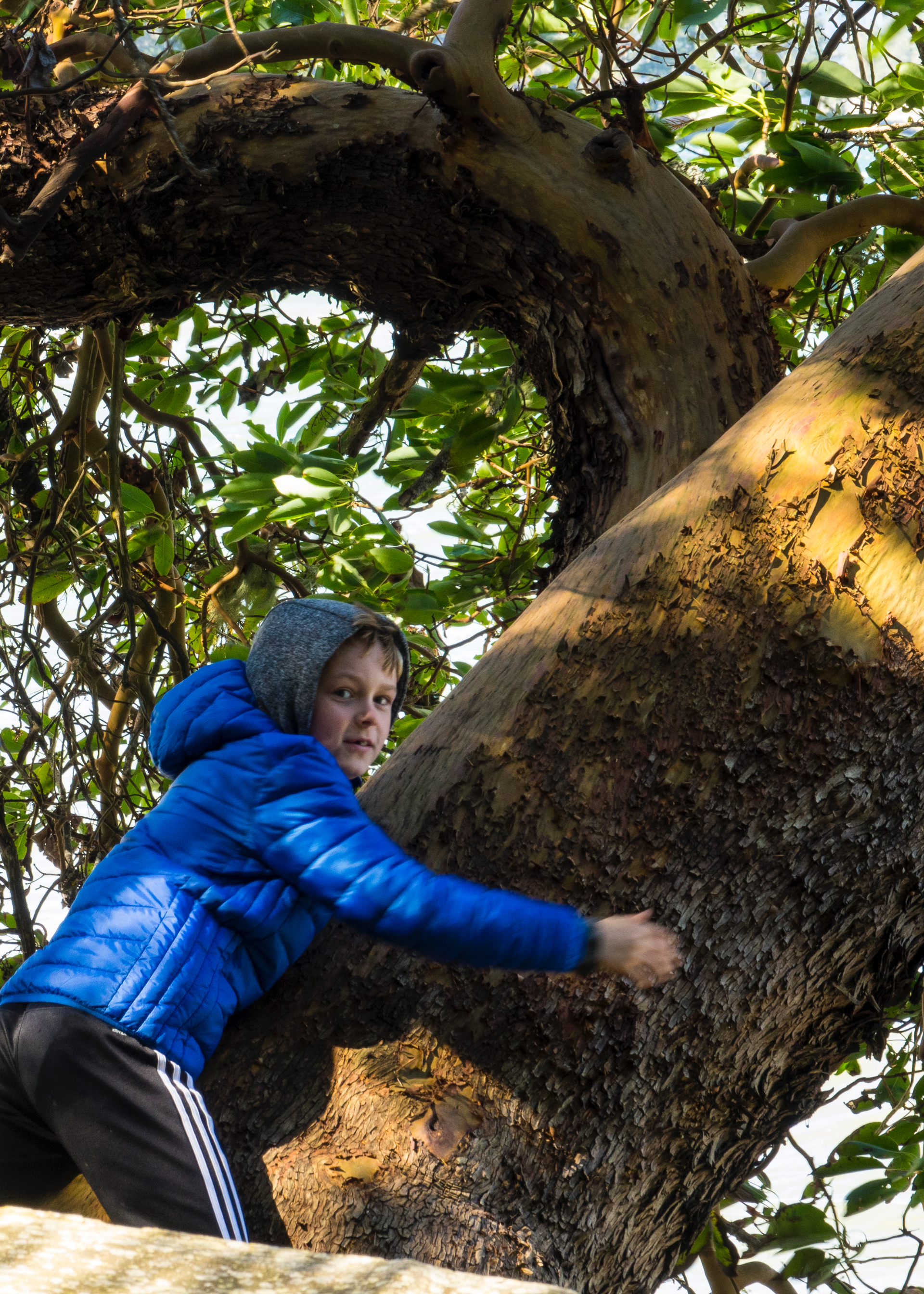  Ethan in one of the big arbutus trees in Montague Park. 