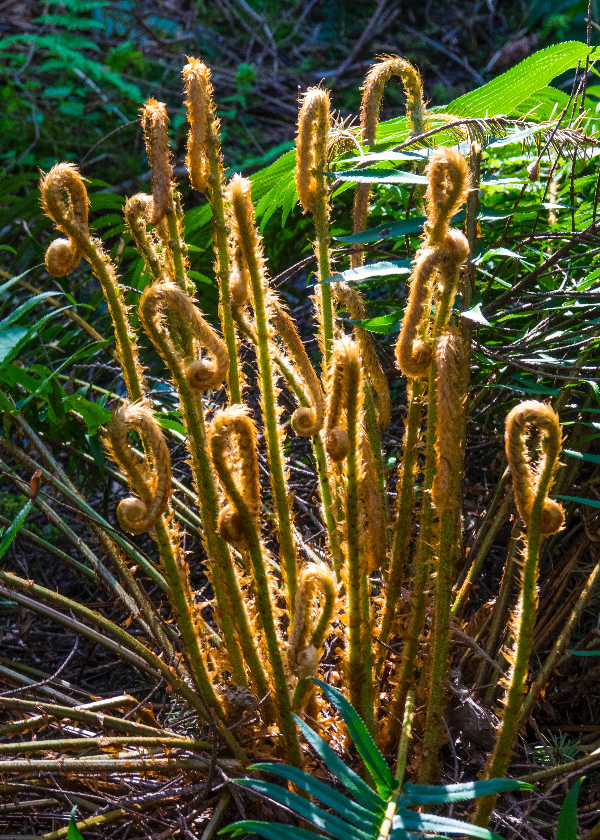 2019 04 Galiano Family - 37.jpg