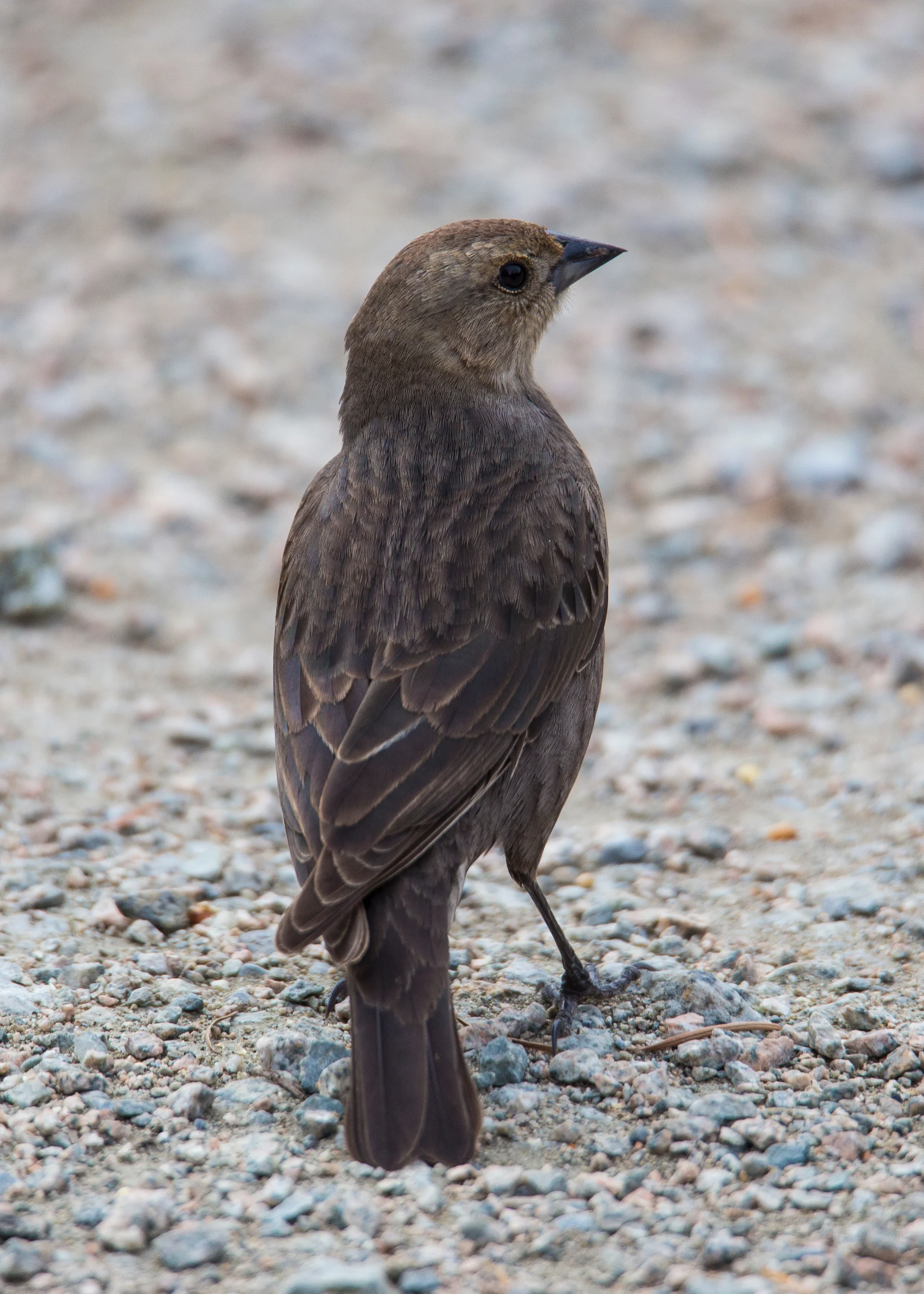 A female brown-headed cowbird…