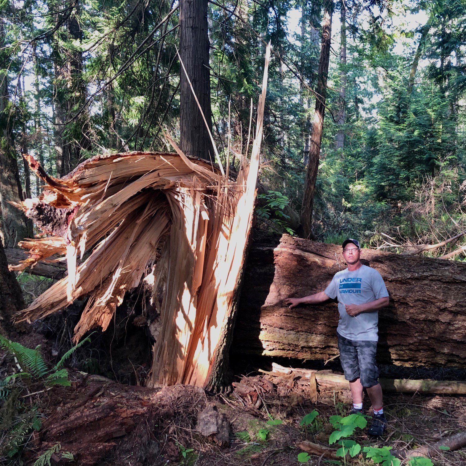 One of the huge trees that we lost, on the path down to Cable Bay.