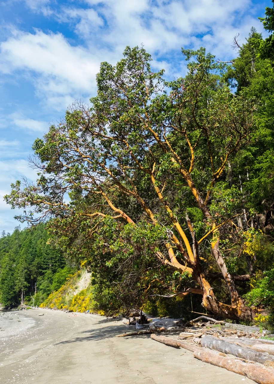  There was a huge arbutus tree on the beach. 