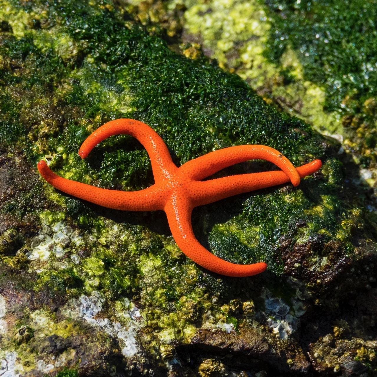  A very cool orange sea star. 