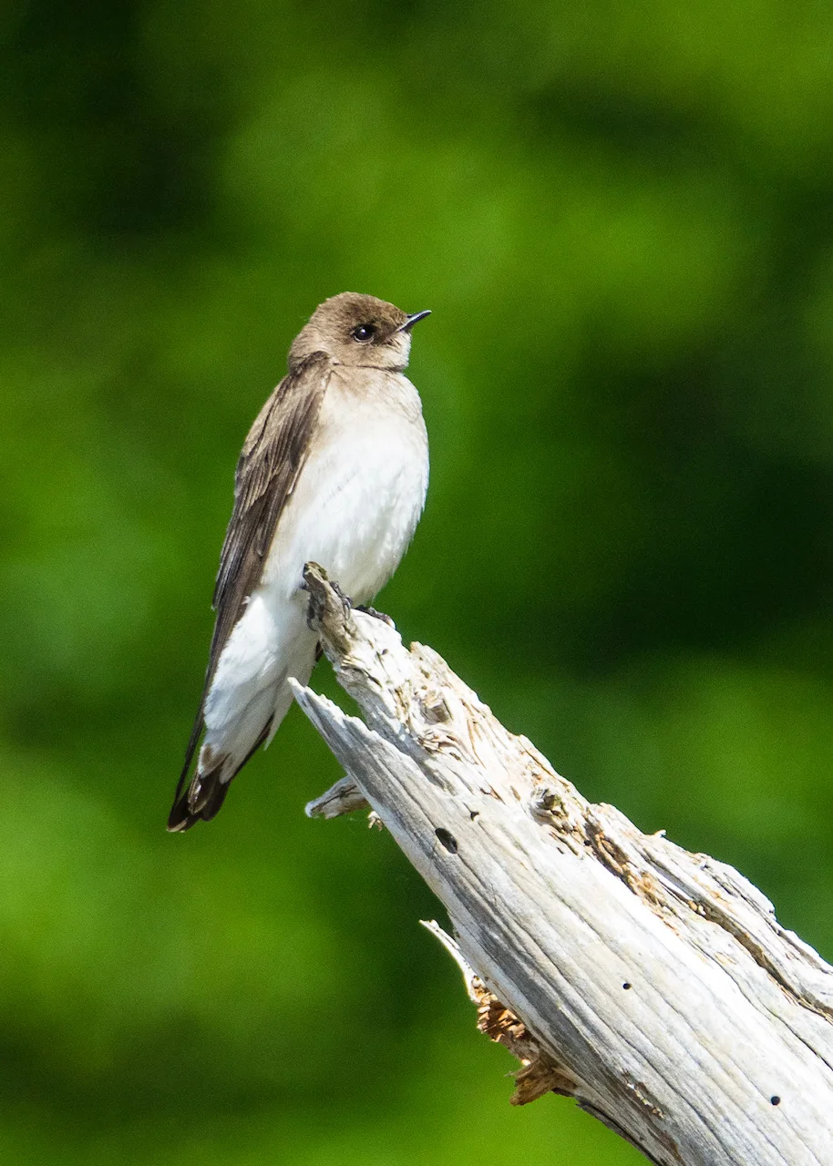  We also saw a new species of swallow - I think it’s a bank swallow. 
