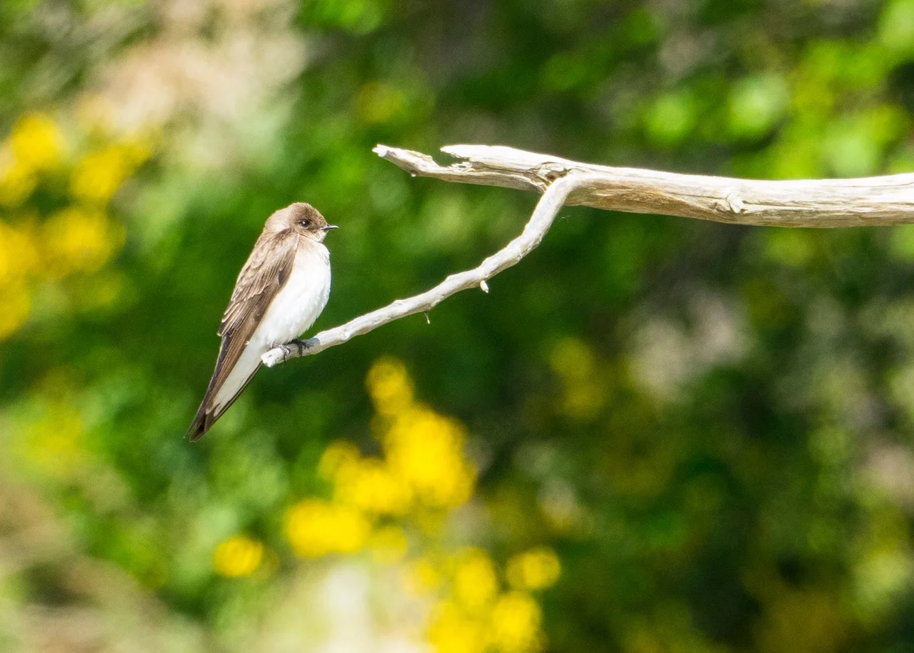 2019-05 Galiano-17.JPG