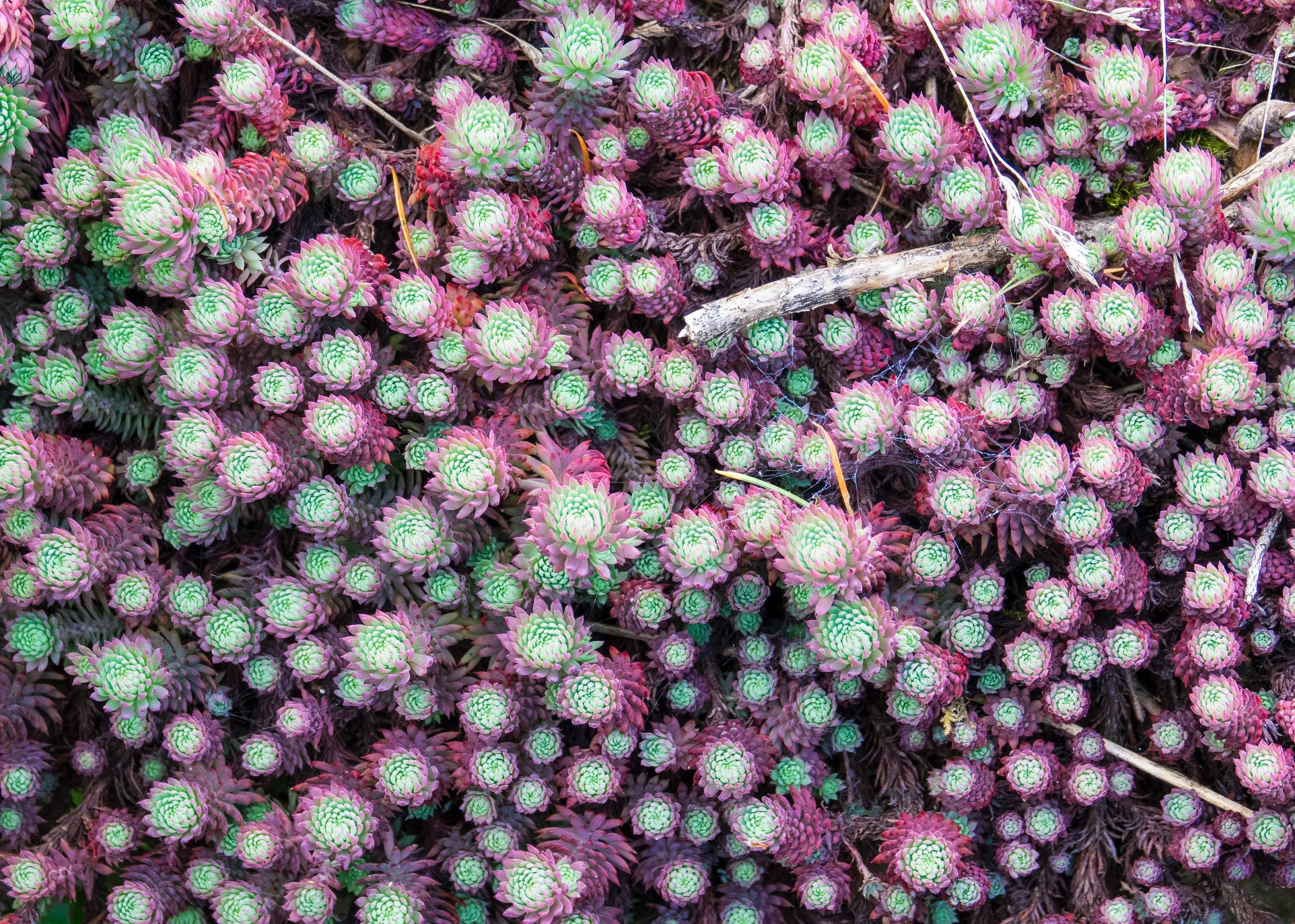  The succulents on the rocks were amazing! 