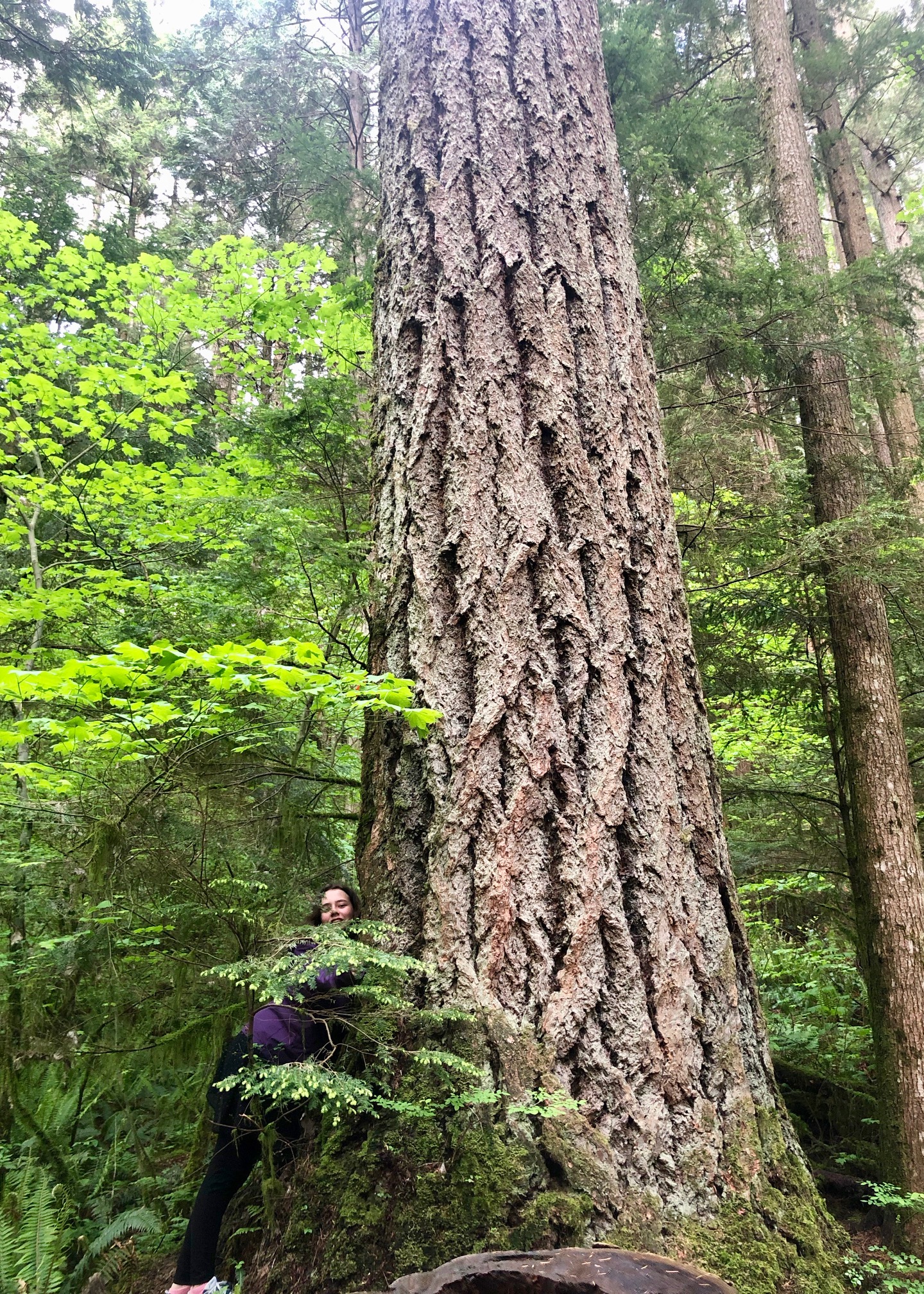 There are some big trees in the park.
