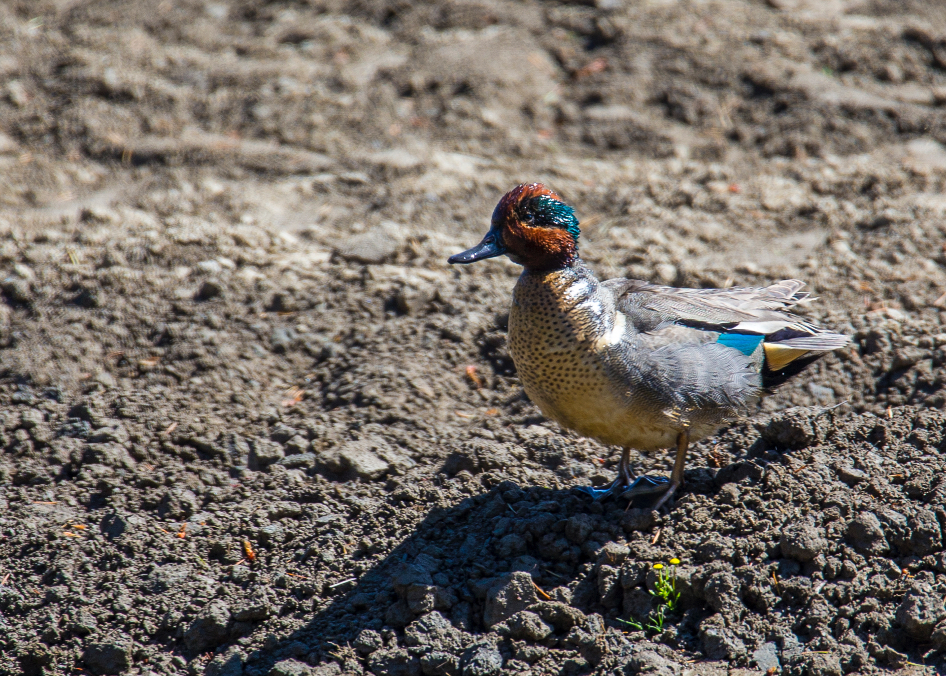  A new one - Green-winged Teal! 