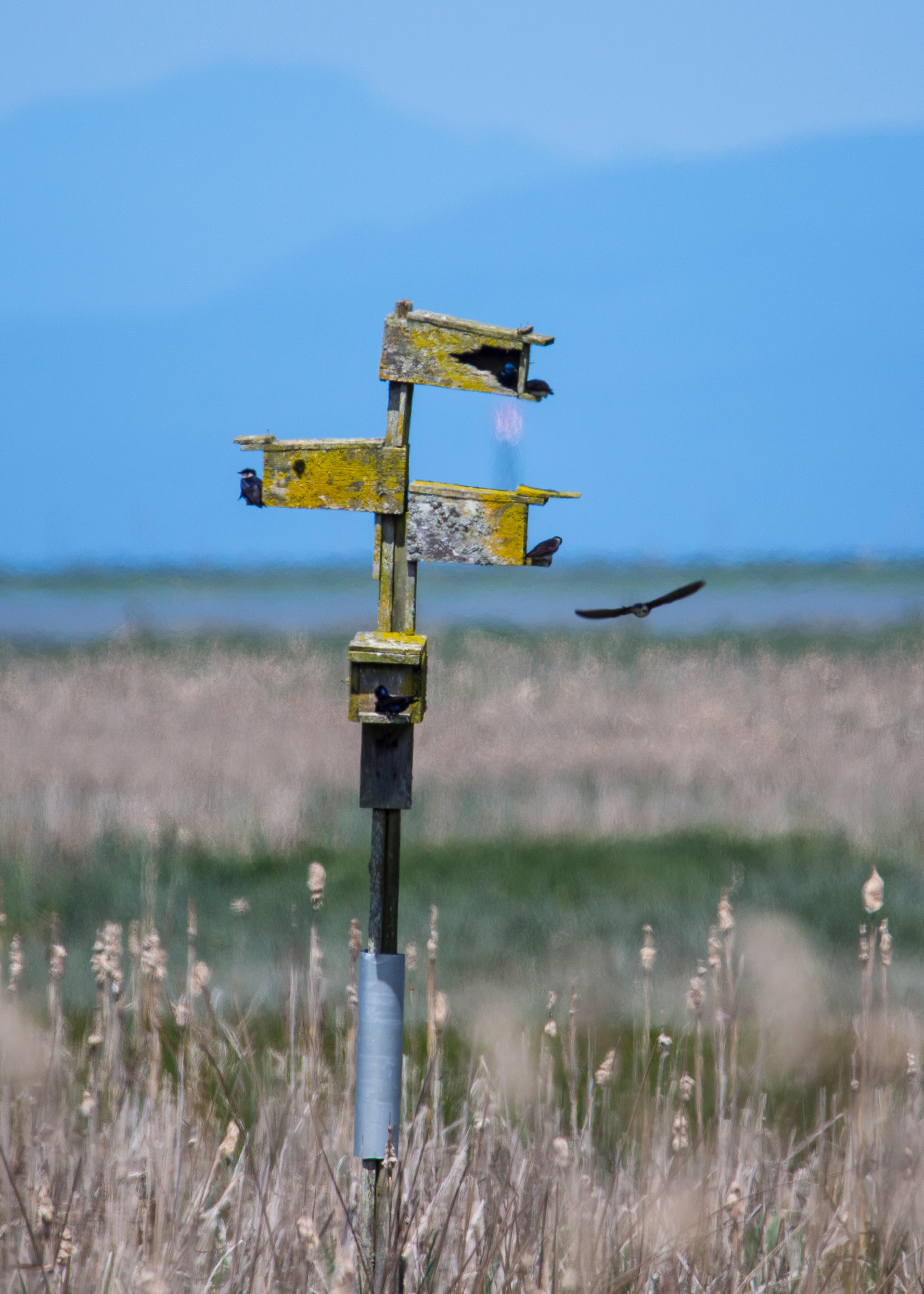  The purple martin nest way out in the marsh was very active. 